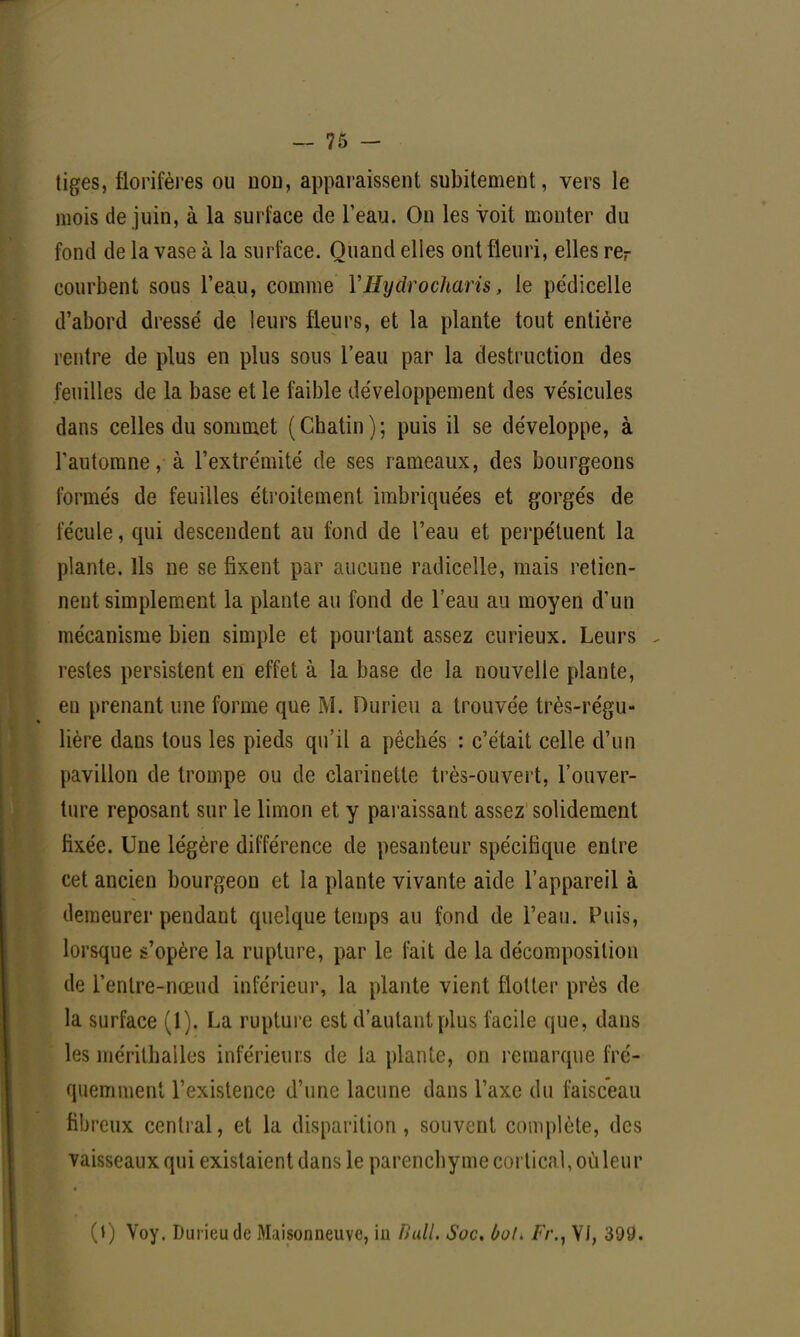 tiges, florifères ou non, apparaissent subitement, vers le mois de juin, à la surface de l'eau. On les voit monter du fond de la vase à la surface. Quand elles ont fleuri, elles re- courbent sous l'eau, comme YHydrocharis, le pédicelle d'abord dressé de leurs fleurs, et la plante tout entière rentre de plus en plus sous l'eau par la destruction des feuilles de la base et le faible développement des vésicules dans celles du sommet (Chatin); puis il se développe, à l'automne, à l'extrémité de ses rameaux, des bourgeons formés de feuilles étroitement imbriquées et gorgés de fécule, qui descendent au fond de l'eau et perpétuent la plante. Us ne se fixent par aucune radicelle, mais retien- nent simplement la plante au fond de l'eau au moyen d'un mécanisme bien simple et pourtant assez curieux. Leurs , restes persistent en effet à la base de la nouvelle plante, en prenant une forme que M. Durieu a trouvée très-régu- lière dans tous les pieds qu'il a pêches : c'était celle d'un pavillon de trompe ou de clarinette très-ouvert, l'ouver- ture reposant sur le limon et y paraissant assez solidement fixée. Une légère différence de pesanteur spécifique entre cet ancien bourgeon et la plante vivante aide l'appareil à demeurer pendant quelque temps au fond de l'eau. Puis, lorsque s'opère la rupture, par le fait de la décomposition de l'entre-nœud inférieur, la plante vient flotter près de la surface (1). La rupture est d'autant plus facile que, dans les mérithalles inférieurs de la plante, on remarque fré- quemment l'existence d'une lacune dans l'axe du faisceau fib reux central, et la disparition, souvent complète, des vaisseaux qui existaient dans le parenchyme cortical, où leur (t) Voy. Durieu de Maisonneuvc, in Bail, Soc. boL Fr., VI, 399.