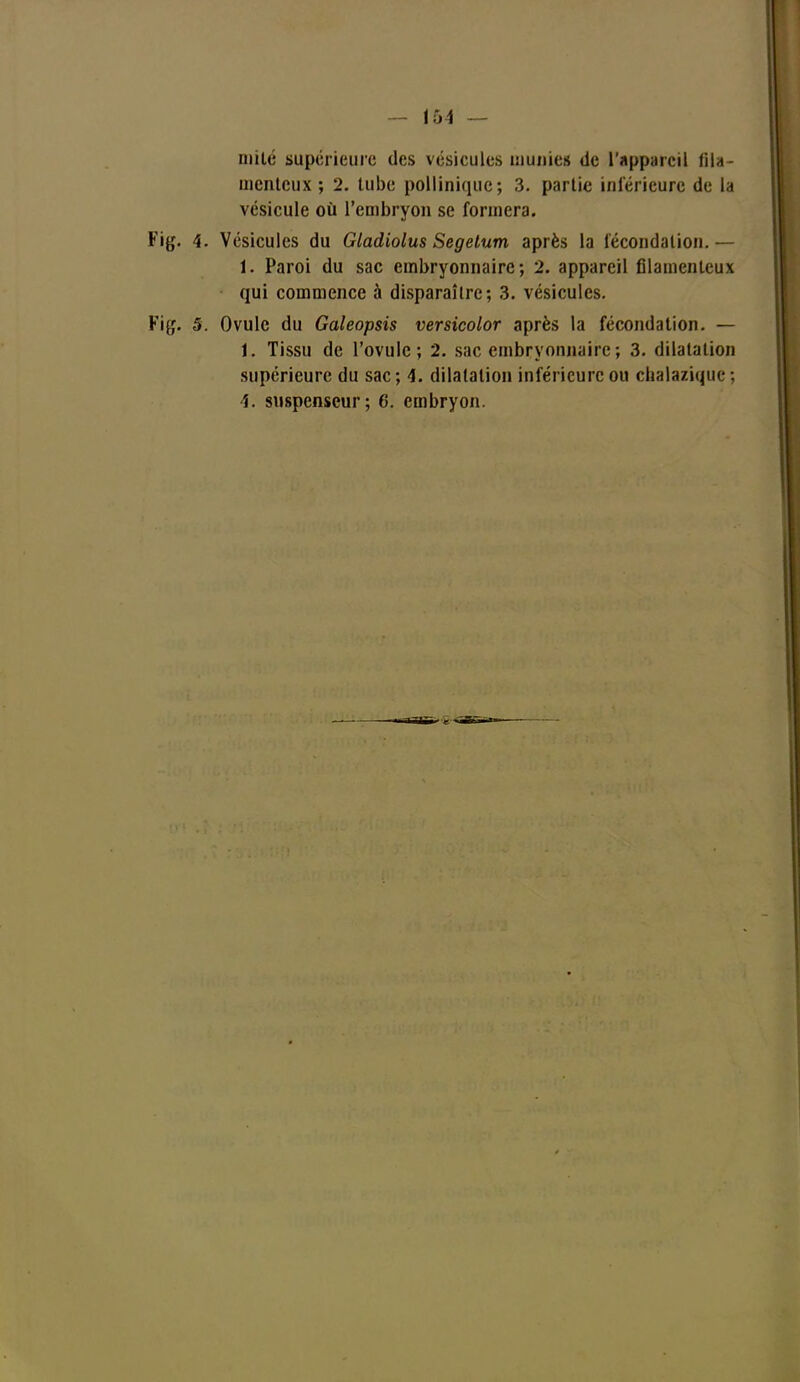 mité supérieure des vésicules munies de l'appareil fila- menteux ; 2. tube pollinique; 3. partie intérieure de la vésicule où l'embryon se formera. Fig. \. Vésicules du Gladiolus Segetutn après la fécondation. — 1. Paroi du sac embryonnaire; 2. appareil filamenteux qui commence à disparaître; 3. vésicules. Fi g. S. Ovule du Galeopsis versicolor après la fécondation. — 1. Tissu de l'ovule; 2. sac embryonnaire ; 3. dilatation supérieure du sac; 4. dilatation inférieure ou chalazique ; î. suspenseur; 6. embryon.