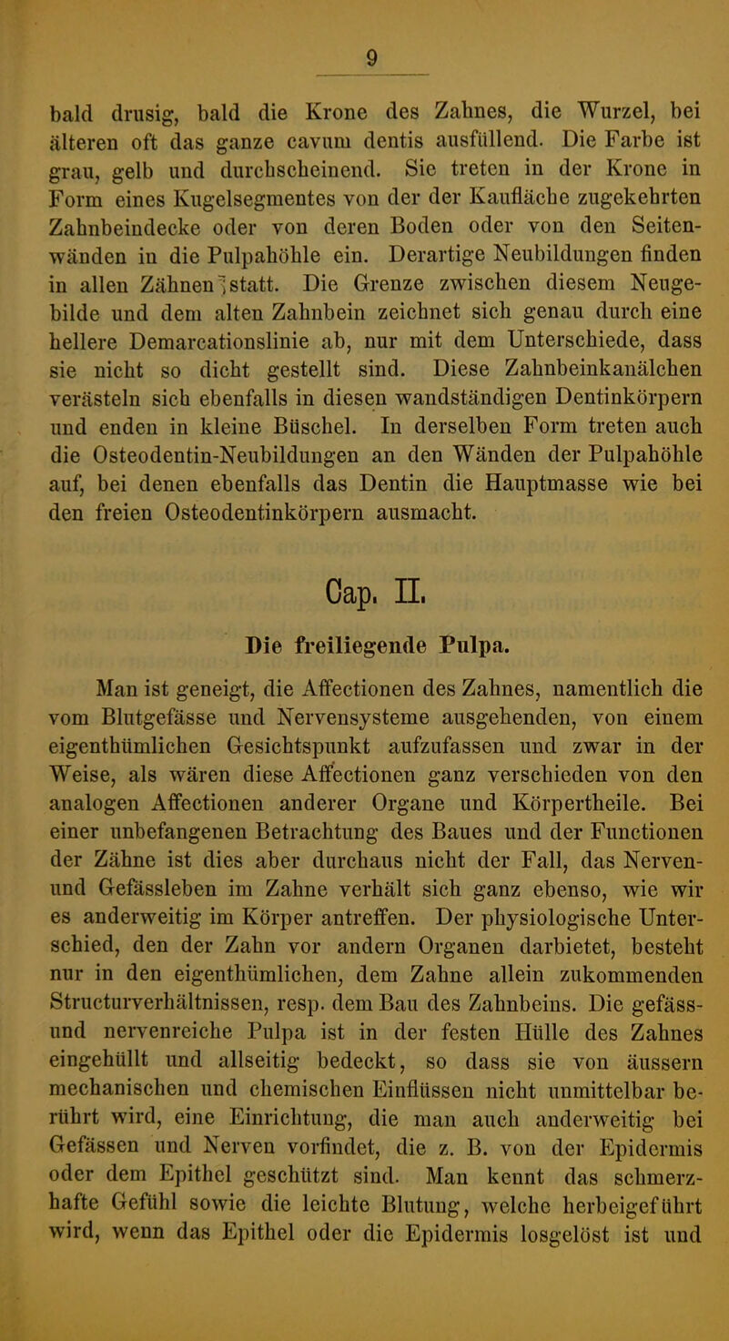 bald drüsig, bald die Krone des Zahnes, die Wurzel, bei älteren oft das ganze cavum dentis ausfiülend. Die Farbe ist grau, gelb und durchscheinend. Sie treten in der Krone in Form eines Kugelsegmentes von der der Kaufläche zugekehrten Zahnbeindecke oder von deren Boden oder von den Seiten- wänden in die Pulpahöhle ein. Derartige Neubildungen finden in allen Zähnen i statt. Die Grenze zwischen diesem Neuge- bilde und dem alten Zahnbein zeichnet sich genau durch eine hellere Demarcationslinie ab, nur mit dem Unterschiede, dass sie nicht so dicht gestellt sind. Diese Zahnbeinkanälchen verästeln sich ebenfalls in diesen wandständigen Dentinkörpern und enden in kleine Büschel. In derselben Form treten auch die Osteodentin-Neubildungen an den Wänden der Pulpahöhle auf, bei denen ebenfalls das Dentin die Hauptmasse wie bei den freien Osteodentinkörpern ausmacht. Cap. n. Die freiliegende Pulpa. Man ist geneigt, die Affectionen des Zahnes, namentlich die vom Blutgefässe und Nervensysteme ausgehenden, von einem eigenthümlichen Gesichtspunkt aufzufassen und zwar in der Weise, als wären diese Affectionen ganz verschieden von den analogen Affectionen anderer Organe und Körpertheile. Bei einer unbefangenen Betrachtung des Baues und der Functionen der Zähne ist dies aber durchaus nicht der Fall, das Nerven- und Gefässleben im Zahne verhält sich ganz ebenso, wie wir es anderweitig im Körper antrefifen. Der physiologische Unter- schied, den der Zahn vor andern Organen darbietet, besteht nur in den eigenthümlichen, dem Zahne allein zukommenden Structurverhältnissen, resp. dem Bau des Zahnbeins. Die gefäss- und nervenreiche Pulpa ist in der festen Hülle des Zahnes eingehüllt und allseitig bedeckt, so dass sie von äussern mechanischen und chemischen Einflüssen nicht unmittelbar be- rührt wird, eine Einrichtung, die man auch anderweitig bei Gefässen und Nerven vorfindet, die z. B. von der Epidermis oder dem Epithel geschützt sind. Man kennt das schmerz- hafte Gefühl sowie die leichte Blutung, welche herbeigeführt wird, wenn das Epithel oder die Epidermis losgelöst ist und
