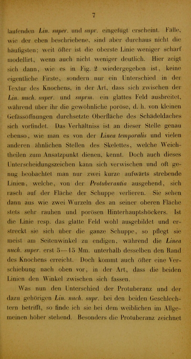 lautenden Lin. mper. und mirr. eingefügt, erscheint. Falle, wie der eben hest-liriebene, sind aber durchaus nicht die tiautigsten; weit öftei* ist die obeiste Linie weniger scharf inodellirt, wenn auch niclit weniger deutlich. Hier zeigt sich dann, wie es in Fig. 2 wiedergegeben ist, keine cigentlictie Firste, sondern nur ein Unterschied in der Fextur des Knochens, in der Art, dass sich zwischen tier Lin. mich, super, und mprm. ein glattes F^eld ausbreitet, wahrend über ihi- die gewöhnhche poröse, d. h. von kleinen Gefassötfnungen durchsetzte Oberfläche des Schädeldaches sich vortindet. Das Verhältniss ist an dieser Stelle genau ebenso, wie man es von der Linea temporalis und vielen anderen ähnlichen Stellen des Skelettes, welche Weioh- theilen zum Ansatzpunkt dienen, kennt. Doch auch dieses Unterscheidungszeichen kann sich verwischen und oft ge- nug beobachtet man nur zwei kurze aufwärts strebende Linien, welche, von der Protuberantia ausgehend, sich rasch auf der Fläche der Schuppe verlieren. Sie sehen dann aus wie zwei Wurzeln des an seiner oberen Fläche stets sehr rauhen und porösen Hinterhauptshöckers. Ist die Linie resp. das glatte Feld wohl ausgebildet und er- streckt sie sich über die ganze Schuppe, so pflegt sie meist am Seitenwinkel zu endigen, während die Linea mich, super, erst 5—15 Mm. unterhalb desselben den Rand des Knochens erreicht. Doch kommt auch öfter eine Ver- schiebung nach oben vor, in der Art, dass die beiden Linien den Winkel zwischen sich fassen. Was nun den Unterschied der Protuberanz und der rlazu gehörigen Lin. nach, siipr. bei den beiden Geschlech- tern betrifft, so finde ich sie bei dem weiblichen im Allge- meinen höher stehend. Besonders die Protuberanz zeichnet