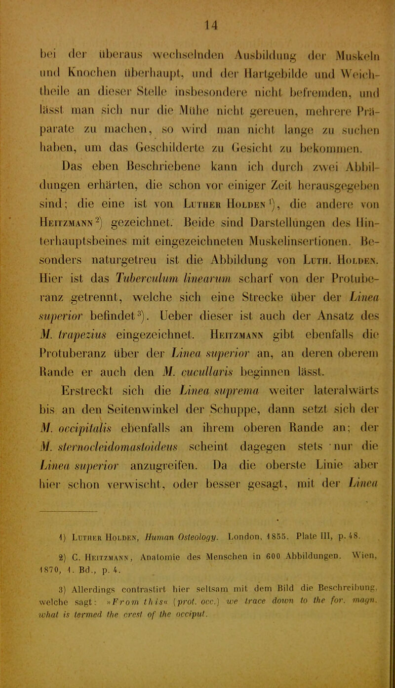 bei (Ici- überaus \voclLS(^ln(l(Mi Ausbildung der Muskeln und Knochen iiberliau|)t, und der Hai tgebilde und VVeicli- theile an diesci- Stelle insbesondei'e nicht Ijeireniden, und lasst man sicli nur die Mühe nicht gereuen, mehrere l^rii- parate zu machen, so wird man nicht lange zu suchen ha])en, um das Gescliilderte zu Gesicht zu bekommen. Das eben Beschriebene kann ich durch zwei Abijil- dungen erhärten, die schon vor einiger Zeit herausgegebcMi sind; die eine ist von Luther Holden^), die andere von Heitzmann-) gezeichnet. Beide sind Darstellungen des Hin- terhauptsbeines mit eingezeichneten Muskelinsertionen. Be- sonders naturgetreu ist die Abbildung von Luth. Holden. Hier ist das Tubercukim linearum scharf von der Protube- ranz getrennt, welche sich eine Strecke über der Linea siqierior befindet^). Ueber dieser ist auch der Ansatz des M. trapezius eingezeichnet. Heitzmann gibt ebenfalls die Protuberanz über der Linea superior an, an deren oberem Rande er auch den M. cucullaris beginnen lässt. Erstreckt sich die Liiiea stiprema weiter lateralwarts bis an den Seitenwinkel der Schuppe, dann setzt sich der M. occipitalis ebenfalls an ihrem oberen Rande an; der M. sfernocleidomastoideiis scheint dagegen stets nur die Linea superior anzugreifen. Da die oberste Linie aber hier schon verwischt, oder besser gesagt, mit der Unea ^) Luther Holden, Human Osteology. London, 1855. Plate IH, p. 48. 2) C. Heitzmann, Anatomie des Menschen in 600 Abbildungen. Wien, 1R70, 1. Bd., p. 4. 3) Allerdings contrastirt hier selt.sara mit dem Bild die Beschreihung, welche sagt: »From this« {prot. occ.) we Irace down to the for. magn. wlial is terrned the creat of the occiput.