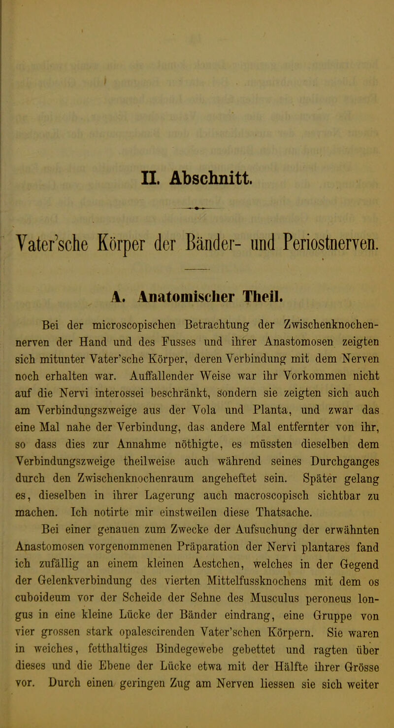 f II. Abschnitt. Vater’sche Körper der Bänder- und Periostnerven. 4. Anatomischer Theil. ✓ Bei der microscopischen Betrachtung der Zwischenknochen- nerven der Hand und des Busses und ihrer Anastomosen zeigten sich mitunter Vater’sche Körper, deren Verhindung mit dem Nerven noch erhalten war. Auffallender Weise war ihr Vorkommen nicht auf die Nervi interossei beschränkt, sondern sie zeigten sich auch am Yerbindungszweige aus der Yola und Planta, und zwar das eine Mal nahe der Verbindung, das andere Mal entfernter von ihr, so dass dies zur Annahme nöthigte, es müssten dieselben dem Yerhindungszweige theilweise auch während seines Durchganges durch den Zwischenknochenraum angeheftet sein. Später gelang es, dieselben in ihrer Lagerung auch macroscopisch sichtbar zu machen. Ich notirte mir einstweilen diese Thatsache. Bei einer genauen zum Zwecke der Aufsuchung der erwähnten Anastomosen vor genommenen Präparation der Nervi plantares fand ich zufällig an einem kleinen Aestchen, welches in der Gegend der Gelenkverbindung des vierten Mittelfussknochens mit dem os cuboideum vor der Scheide der Sehne des Musculus peroneus lon- gus in eine kleine Lücke der Bänder eindrang, eine Gruppe von vier grossen stark opalescirenden Vater’sehen Körpern. Sie waren in weiches, fetthaltiges Bindegewebe gebettet und ragten über dieses und die Ebene der Lücke etwa mit der Hälfte ihrer Grösse vor. Durch einen geringen Zug am Nerven Hessen sie sich weiter