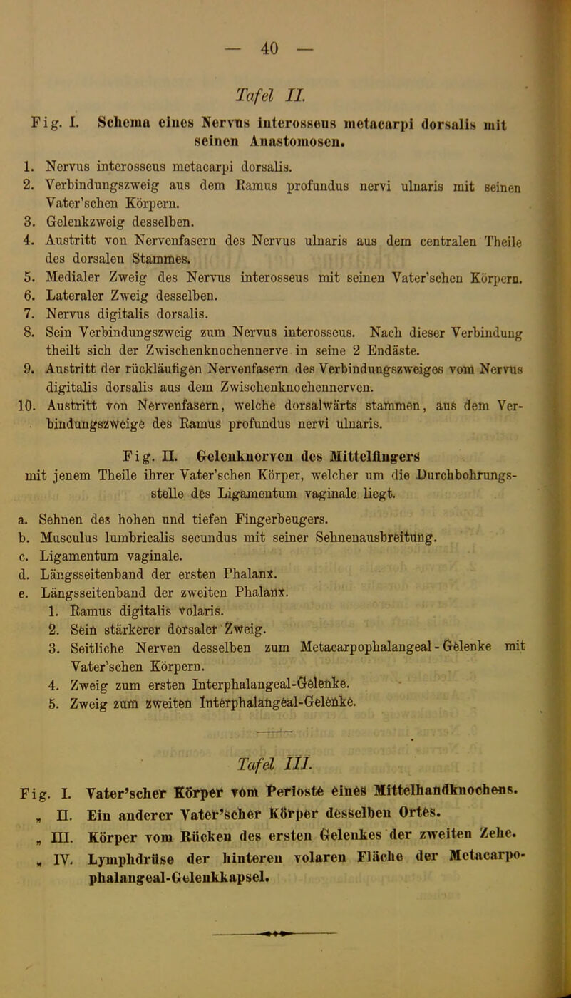 Tafel II. Fig. 1. Schema eines Nervns interosseus metacarpi dorsalis mit seinen Anastomosen. 1. Nervus interosseus metacarpi dorsalis. 2. Verbindungszweig aus dem Ramus profundus nervi ulnaris mit seinen Vater’schen Körpern. 3. Gelenkzweig desselben. 4. Austritt von Nervenfasern des Nervus ulnaris aus dem centralen Theile des dorsalen Stammes. 5. Medialer Zweig des Nervus interosseus mit seinen Vater’schen Köriicrn. 6. Lateraler Zweig desselben. 7. Nervus digitalis dorsalis. 8. Sein Verbindungszweig zum Nervus interosseus. Nach dieser Verbindung theilt sich der Zwischenknochennerve in seine 2 Endäste. 9. Austritt der rückläufigen Nervenfasern des Verbindungszweiges vom Nervus digitalis dorsalis aus dem Zwischenknochennerven. 10. Austritt von Nervenfasern, welche dorsalwärts stammen, aus dem Ver- bindungszweige des Ramus profundus nervi ulnaris. Fig. II. Geleiiknerven des Mittelfingers mit jenem Theile ihrer Vater’schen Körper, welcher um die Eurchbohrungs- stelle des Ligamentum vaginale Hegt. a. Sehnen des hohen und tiefen Fingerbeugers. b. Musculus lumbricalis secundus mit seiner Sehnenausbreituüg. c. Ligamentum vaginale. d. Längsseitenband der ersten Phalanl. e. Längsseitenband der zweiten Phalanx. 1. Ramus digitalis Volaris. 2. Sein stärkerer dorsaler Zweig. 3. Seitliche Nerven desselben zum Metacarpophalangeal - Gelenke mit Vater’schen Körpern. 4. Zweig zum ersten Interphalangeal-Geleukö. 5. Zweig zum zweiten Interphalangeal-Gelenke. Tafel lÜ. Fig. I. Vater’scher Körper Yöm Perioste eines Mittelhandknochens. „ II. Ein anderer Väterlicher Körper desselben Ortes. „ ni. Körper vom Rücken des ersten Gelenkes der zweiten Zehe. „ IV. Lymphdrüse der hinteren volaren Fläche der Metacarpo- phalangeal-Gelenkkapsel.