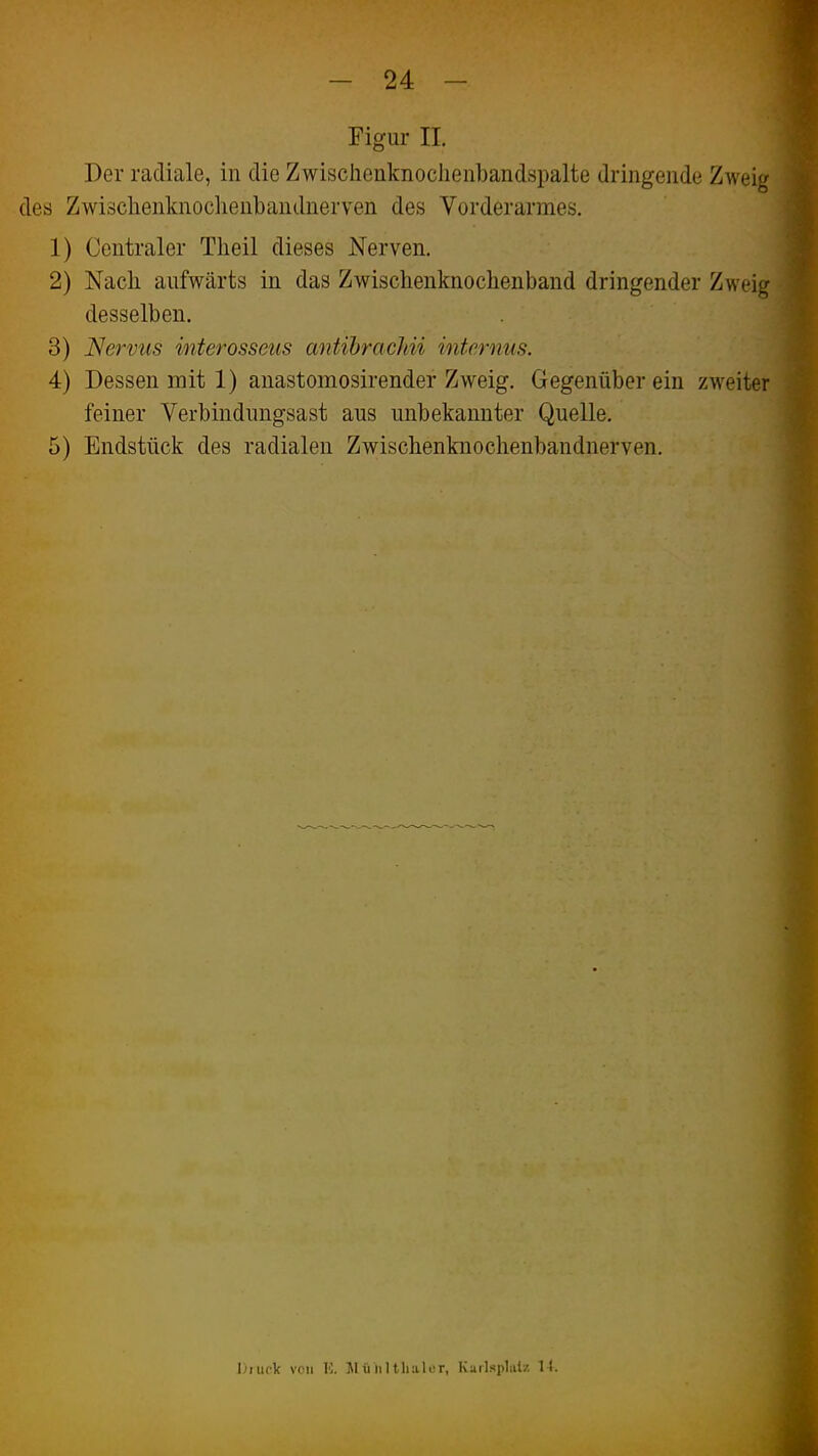 Figur II. Der radiale, in die Zwisclienknochenbandspalte dringende Zweig des Zwisclienknoclieubandnerven des Vorderarmes. 1) Centraler Theil dieses Nerven. 2) Nach aufwärts in das Zwischenknoclienbaud dringender Zweig desselben. 3) Nervus interosseus antibracJdi internus. 4) Dessen mit 1) anastomosirender Zweig. Gegenüber ein zweiter feiner Verbindungsast aus unbekannter Quelle. 5) Endstück des radialen Zwischenknochenbandnerven. Diiirlf von K. Jl ü lilthalor, Kailsplalz 11.