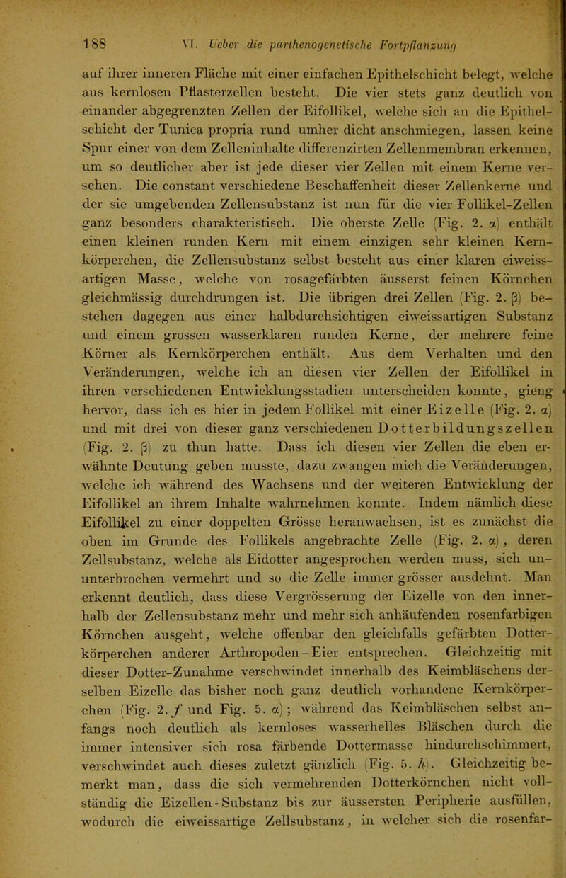 auf ihrer inneren Fläche mit einer einfachen Epithelschicht belegt, welche aus kernlosen Pflasterzellcn besteht. Die vier stets ganz deutlich von einander abgegrenzten Zellen der Eifollikel, welche sich an die Epithel- schicht der Tunica propria rund umher dicht anschmiegen, lassen keine Spur einer von dem Zelleninhalte differenzirten Zellenmembran erkennen, um so deutlicher aber ist jede dieser vier Zellen mit einem Kerne ver- sehen. Die constant verschiedene Beschaffenheit dieser Zellenkeme und der sie umgebenden Zellensubstanz ist nun für die vier Follikel-Zellen ganz besonders charakteristisch. Die oberste Zelle (Fig. 2. a) enthält einen kleinen runden Kern mit einem einzigen sehr kleinen Kern- körperchen, die Zellensubstanz selbst besteht aus einer klaren eiweiss- artigen Masse, welche von rosagefärbten äusserst feinen Körnchen gleichmässig durchdrungen ist. Die übrigen drei Zellen (Fig. 2. ß) be- stehen dagegen aus einer halbdurchsichtigen eiweissartigen Substanz und einem grossen wasserklaren runden Kerne, der mehrere feine Körner als Kernkörperchen enthält. Aus dem Verhalten und den Veränderungen, Avelche ich an diesen vier Zellen der Eifollikel in ihren verschiedenen Entwicklungsstadien unterscheiden konnte, gieng hervor, dass ich es hierin jedem Follikel mit einer Eizelle (Fig. 2. o) und mit drei von dieser ganz verschiedenen Dotterbildungszellen (Fig. 2. ß) zu thun hatte. Dass ich diesen vier Zellen die eben er- wähnte Deutung geben musste, dazu zwangen mich die Veränderungen, welche ich während des Wachsens und der weiteren Entwicklung der Eifollikel an ihrem Inhalte wahrnehmen konnte. Indem nämlich diese Eifolliltel zu einer doppelten Grösse heranwachsen, ist es zunächst die oben im Grunde des Follikels angebrachte Zelle (Fig. 2. a), deren Zellsubstanz, welche als Eidotter angesprochen werden muss, sich un- unterbrochen vermehrt und so die Zelle immer grösser ausdehnt. Man erkennt deutlich, dass diese Vergrösserung der Eizelle von den inner- halb der Zellensubstanz mehr und mehr sich anhäufenden rosenfarbigen Körnchen ausgeht, welche offenbar den gleichfalls gefärbten Dotter- körperchen anderer Arthropoden-Eier entsprechen. Gleichzeitig mit dieser Dotter-Zunahme verschwindet innerhalb des Keimbläschens der- selben Eizelle das bisher noch ganz deutlich vorhandene Kernkörper- chen (Fig. 2.y und Fig. 5. a); während das Keimbläschen selbst an- fangs noch deutlich als kernloses wasserhelles Bläschen durch die immer intensiver sich rosa färbende Dottermasse hindurchschimmert, verschwindet auch dieses zuletzt gänzlich (Fig. 5. /<•). Gleichzeitig be- merkt man, dass die sich vermehrenden Dotterkörnchen nicht voll- ständig die Eizellen - Substanz bis zur äussersten Peripherie ausfüllen, wodurch die eiweissartige Zellsubstanz, in welcher sich die rosenfai'-