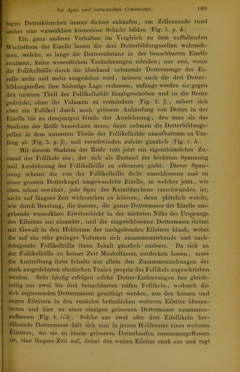 bigen Dotterkörnchen immer dichter anhäufen, am Zellenrande rund umher eine wasserklare körnerlose Schicht bilden (Fig. 5. ff. h.) Ein ganz anderes Verhalten im Vergleich zu dem auffallenden ■\Vachsthum der Eizelle lassen die drei Dotterbildungszellen wahrneh- men, welche, so lange die Dottersubstanz in der benachbarten Eizelle zunimmt, keine Avesentlichen Veränderungen erleiden; nur erst, Avenn die Follikelhülle durch die überhand nehmende Dottermenge der Ei- zelle mehr und mehr ausgedehnt Avird, müssen auch die drei Dotter- bildungszellen ihre bisherige Lage verlassen; anfangs Averden sie gegen den unteren Theil der Follikelhöhle hinabgeschoben und in die Breite gedrückt, ohne ihr Volumen zu vermindern (Fig. 2. (3) , nähert sich aber ein Follikel durch noch grössere Anhäufung von Dotter in der Eizelle bis zu demjenigen Grade der Ausdehnung, den man als das Stadium der Reife bezeichnen muss, dann nehmen die Dotterbildungs- zellen in dem untersten Theile der Follikelhöhle unauflialtsam an Um- fang ab (Fig. 5. ff. ß), und verschAvinden zuletzt gänzlich (Fig. h.h). Mit diesem Stadium der Reife tritt jetzt ein eigenthümlicher Zu- stand des Follikels ein, der sich als Zustand der höchsten Spannung und Ausdehnung der Follikelhülle zu erkennen giebt. Dieser Span- nung scheint die von der Follikelhülle dicht umschlossene und zu einer grossen Dotterkugel umgeAvandelte Eizelle, in Avelcher jetzt, Avie oben schon envähnt, jede Spur des Keimbläschens verscliAvunden ist, nicht auf längere Zeit widerstehen zu können, denn plötzlich Aveicht, Avie durch Berstung, die äussere, die ganze Dottermasse der Eizelle um- gebende Avasserklare Eiweisschicht in der nächsten Nähe des Ursprungs des Eileiters aus einander, und die eingeschlossene Dottermasse strömt mit GeAvalt in den Hohlraum des nachgebenden Eileiters hinab, Avobei die auf ein sehr geringes Volumen sich zusammenziehende und nach- drängende Follikelhülle ihren Inhalt gänzlich ausleert. Da sich an der Follikelhülle zu keiner Zeit Muskelfasern entdecken lassen, muss die Austreibung ihres Inhalts nur allein den Zusammenziehungen der stark ausgedehnten elastischen Tunica propria des Follikels zugeschrieben Averden. Sehr häufig erfolgen solche Dotter-Entleerungen fast gleich- zeitig aus ZAvei bis drei benachbarten reifen Follikeln, Avodurch die sich ergiessenden Dottennassen genöthigt Averden, aus den kurzen und engen Eileitern in den zunächst befindlichen Aveiteren Eileiter überzu- treten und hier zu einer einzigen grösseren Dottermasse zusammen- zufliessen (Fig. 4. iiJc). Solche aus ZAvei oder drei Eifollikeln her- rührende Dottermasse'hält sich nun in jenem Ilohlraume eines Aveiteren Eileiters, avo sic zu einem grösseren Dotterhaufen zusammengeflossen ist, eine längere Zeit auf, dehnt den Aveiten Eileiter stark aus und ragt