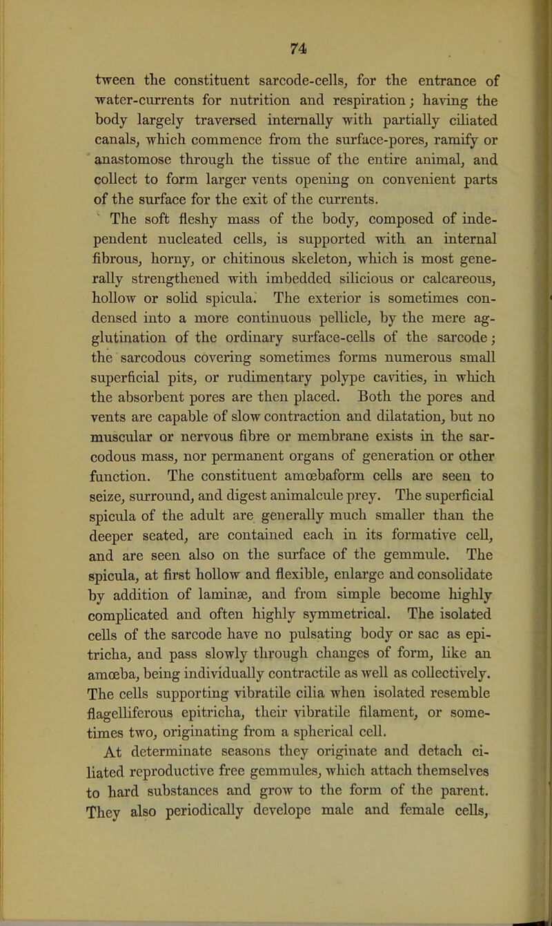 tween the constituent sarcode-cells, for the entrance of water-currents for nutrition and respiration; having the body largely traversed internally with partially cihated canals, which commence from the surface-pores, ramify or anastomose through the tissue of the entire animal, and collect to form larger vents opening on convenient parts of the surface for the exit of the currents. The soft fleshy mass of the body, composed of inde- pendent nucleated cells, is supported with an internal fibrous, horny, or chitiuous skeleton, which is most gene- rally strengthened with imbedded sUicious or calcareous, hoUow or solid spicula. The exterior is sometimes con- densed into a more continuous pellicle, by the mere ag- glutination of the ordinary surface-cells of the sai'code; the sarcodous covering sometimes forms numerous small superficial pits, or rudimentary polype cavities, in which the absorbent pores are then placed. Both the pores and vents are capable of slow contraction and dilatation, but no muscular or nervous fibre or membrane exists in the sar- codous mass, nor permanent organs of generation or other function. The constituent amoebaform cells are seen to seize, surround, and digest animalcule prey. The superficial spicula of the adult are generally much smaller than the deeper seated, are contained each in its formative cell, and are seen also on the surface of the gemmule. The spicula, at first hollow and flexible, enlarge and consolidate by addition of laminae, and from simple become highly compKcated and often highly symmetrical. The isolated cells of the sarcode have no pulsating body or sac as epi- tricha, and pass slowly through changes of form, like an amoeba, being individually contractile as well as collectively. The cells supporting vibratile cilia when isolated resemble flageUiferous epitricha, their vibratile filament, or some- times two, originating from a spherical cell. At determinate seasons they originate and detach ci- liated reproductive free gemmules, which attach themselves to hard substances and grow to the form of the parent. They also periodically develope male and female cells.