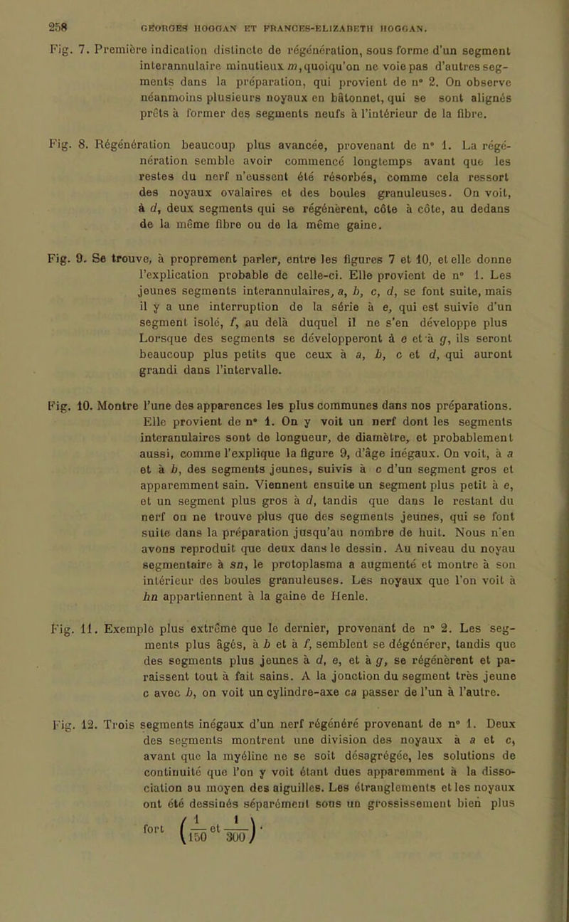 Fig. 7. première indication dislincle de régénération, sous forme d'un segment interannulaire minutieux, m,quoiqu'on ne voie pas d'autres seg- ments dans la préparation, qui provient de n° 2. On observe néanmoins plusieurs noyaux en bâtonnet, qui se sont alignés prêts à former des segments neufs à l'intérieur de la fibre. Fig. 8. Régénération beaucoup plus avancée, provenant de n° 1. La régé- nération semble avoir commencé longtemps avant que les restes du nerf n'eussent été résorbés, comme cela ressort des noyaux ovalaires et des boules granuleuses. On voit, à d, deux segments qui se régénèrent, côte à cote, au dedans de la même fibre ou de la même gaine. Fig. 9. Se trouve, à proprement parler, entre les figures 7 et 10, et elle donne l'explication probable de celle-ci. Elle provient de n» 1. Les jeunes segments interannulaires, a, b, c, d, se font suite, mais il y a une interruption de la série à e, qui est suivie d'un segment isole, f, au delà duquel il ne s'en développe plus Lorsque des segments se développeront à e et'à g, ils seront beaucoup plus petits que ceux h a, b, c et d, qui auront grandi dans l'intervalle. Fig. 10. Montre l'une des apparences les plus communes dans nos préparations. Elle provient do n* 1. On y voit un nerf dont les segments interanulaires sont de longueur, de diamètre, et probablement aussi, comme l'explique la figure 9, d'âge inégaux. On voit, à a et à b, des segments jeunes, suivis à c d'un segment gros et apparemment sain. Viennent ensuite un segment plus petit à e, et un segment plus gros à d, tandis que dans le restant du nerf on ne trouve plus que des segments jeunes, qui se font suite dans la préparation jusqu'au nombre de huit. Nous n'en avons reproduit que deux dans le dessin. Au niveau du noyau segmentaire à sn, le protoplasma a augmenté et montre à son intérieur des boules granuleuses. Les noyaux que l'on voit à bn appartiennent à la gaine de Henle. Fig. il. Exemple plus extrême que le dernier, provenant de n» 2. Les seg- menta plus âgés, à jb et à /, semblent se dégénérer, taudis que des segments plus jeunes à d, e, et à g, se régénèrent et pa- raissent tout à fait sains. A la jonction du segment très jeune c avec h, on voit un cylindre-axe ca passer de l'un à l'autre. Fig. 12. Trois segments inégaux d'un nerf régénéré provenant de n° 1. Deux des segments montrent une division des noyaux à a et c, avant que la myéline no se soit désagrégée, les solutions de continuité que l'on y voit étant dues apparemment à la disso- ciation au moyen des aiguilles. Les étranglements et les noyaux ont été dessinés séparément sons un grossissement bien plus fort