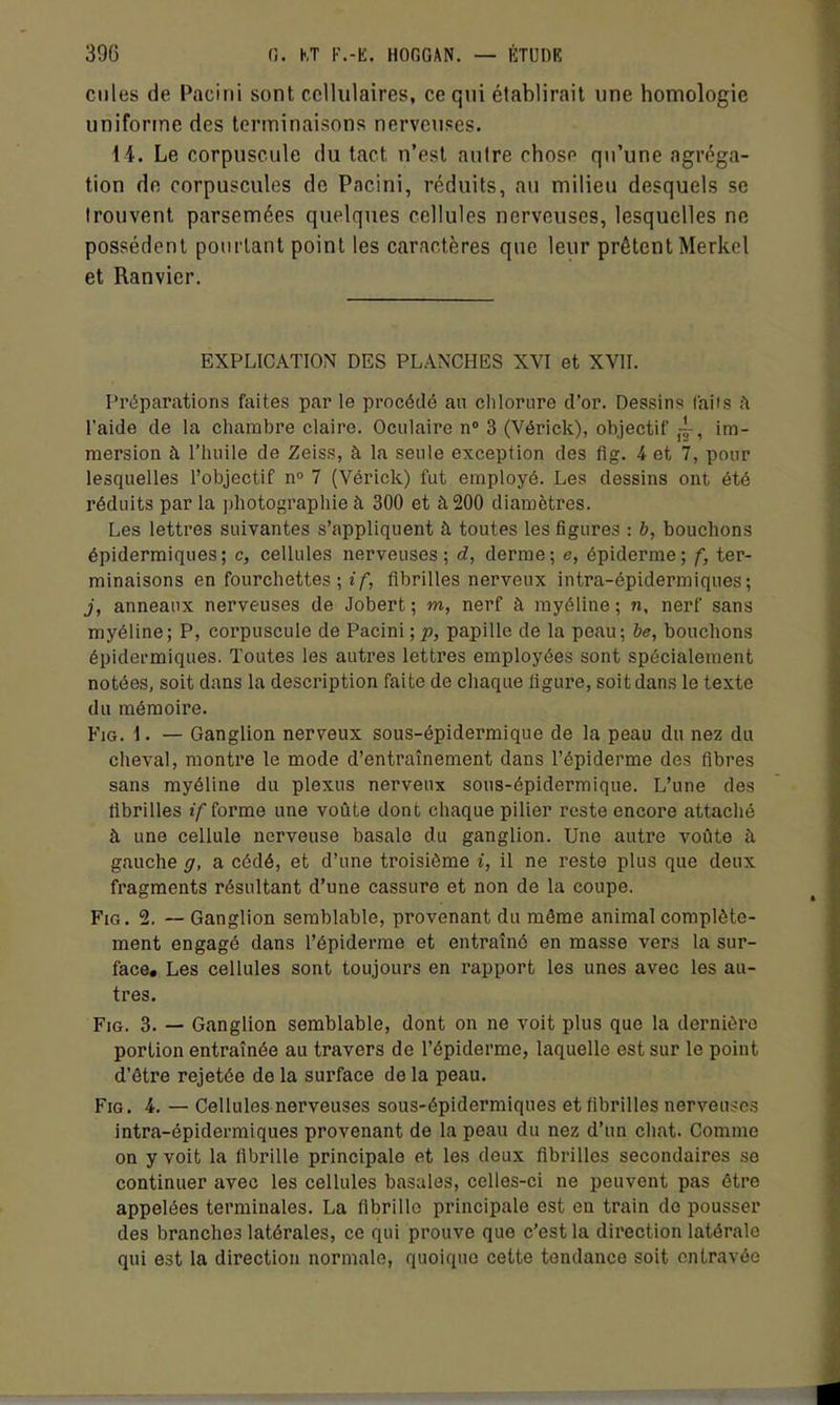 Cilles de Pacini sont cellulaires, ce qui établirait une homologie uniforme des terminaisons nerveuses. 14. Le corpuscule du tact n'est autre chose qu'une agréga- tion de corpuscules de Pacini, réduits, au milieu desquels se trouvent parsemées quelques cellules nerveuses, lesquelles ne possèdent poiu'lant point les caractères que leur prêtent Merkcl et Ranvier, EXPLICATION DES PLANCHES XVI et XVII. ['réparations faites par le procédé au chloi'ure d'or. Dessins l'aiis ;\ l'aide de la chambre claire. Oculaire n 3 (Vérick), objectif ,4-, im- mersion à l'huile de Zeiss, à la seule exception des fig. 4 et 7, pour lesquelles l'objectif n° 7 (Vérick) fut employé. Les dessins ont été réduits par la i)hotographie à 300 et à 200 diamètres. Les lettres suivantes s'appliquent à toutes les figures : b, bouchons épidermiques; c, cellules nerveuses; d, derme; e, épidémie; f, ter- minaisons en fourchettes ; «Y, fibrilles nerveux intra-épidermiques; j, anneaux nerveuses de Jobert ; m, nerf à myéline ; n, nerf sans myéline; P, corpuscule de Pacini ; p, papille de la peau; be, bouchons épidei-miques. Toutes les autres lettres employées sont spécialement notées, soit dans la description faite de chaque ligure, soit dans le texte du mémoire. Fig. 1. — Ganglion nerveux sous-épidermique de la peau dn nez du cheval, montre le mode d'entraînement dans l'épiderme des fibres sans myéline du plexus nerveux sous-épidermique. L'une des fibrilles j/forme une voûte dont chaque pilier reste encore attaché à une cellule nerveuse basale du ganglion. Une autre voûte à gauche g, a cédé, et d'une troisième i, il ne reste plus que deux fragments résultant d'une cassure et non de la coupe. Fig. 2. — Ganglion semblable, provenant du même animal complète- ment engagé dans l'épiderme et entraîné en masse vers la sur- face. Les cellules sont toujours en rapport les unes avec les au- tres. Fig. 3. — Ganglion semblable, dont on ne voit plus que la dernière portion entraînée au travers de l'épiderme, laquelle est sur le point d'être rejetée de la surface de la peau. Fig. il. — Cellules nerveuses sous-épidermiques et fibrilles nerveuses intra-épidermiques provenant de la peau du nez d'un chat. Comme on y voit la fibrille principale et les deux fibrilles secondaires se continuer avec les cellules basâtes, celles-ci ne peuvent pas être appelées terminales. La fibrille principale est en train do pousser des branches latérales, ce qui prouve que c'est la direction latérale qui est la direction normale, quoique cette tendance soit entravée