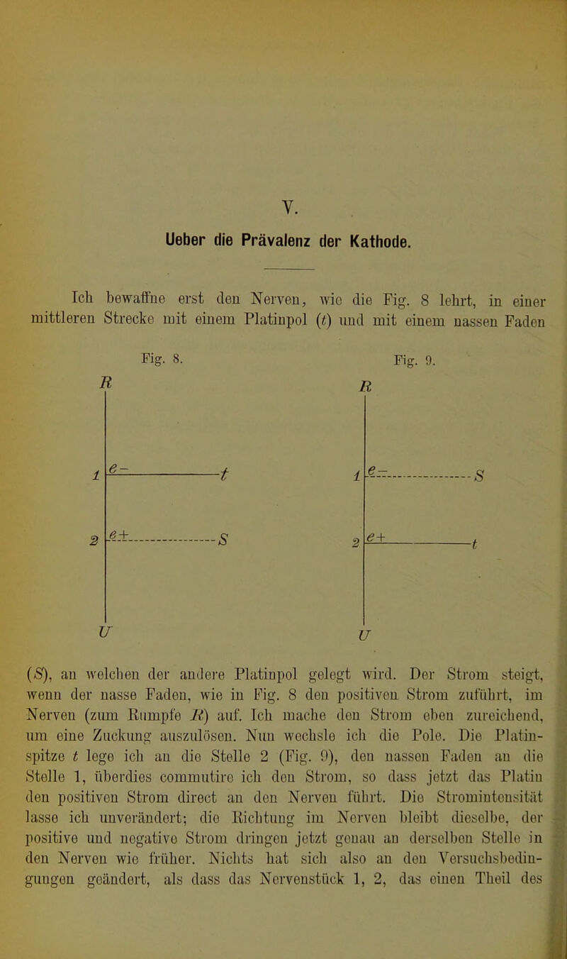 Ueber die Prävalenz der Kathode. Ich bewaffne erst den Nerven, wie die Fig. 8 lehrt, in einer mittleren Strecke mit einem Platinpol (t) und mit einem nassen Faden Fig. 8. R 2 e- e+ U Fig. 9. R U ■s (S), an wolclieu der andere Platinpol gelegt wird. Der Sti'om steigt, wenn der nasse Faden, wie in Fig. 8 den positiven Strom zulTibrt, im Nerven (zimi ßiimpfe 7t!) auf. Ich mache den Strom eben zuroicbend, um eine Zuckung auszulösen. Nun wechsle ich die Pole. Die Platin- spitze t lege ich au die Stelle 2 (Fig. 9), den nassen Faden an die Stelle 1, überdies commutiro ich den Strom, so dass jetzt das Platin den positiven Strom direct an den Nerven führt. Die Stromintensität lasse ich unverändert; die Kichtung im Nerven bleibt dieselbe, dei- positive und negative Strom dringen jetzt genau au derselben Stelle in den Nerven wie früher. Nichts hat sich also an den Versuclisbedin-