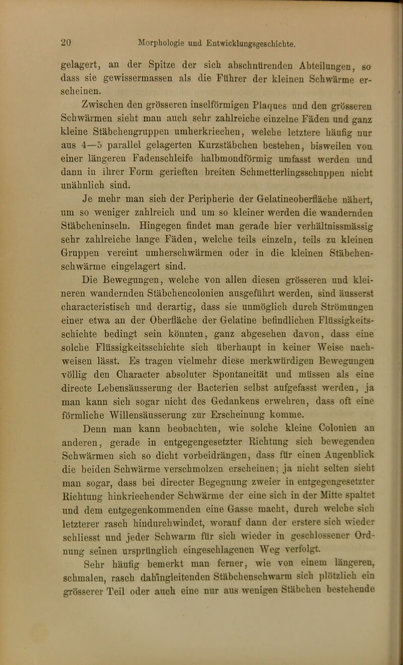 gelagert, an der Spitze der sich abschnürenden Abteilungen, so dass sie gewissermassen als die Führer der kleinen Schwärme er- scheinen. Zwischen den grösseren inselförmigen Plaques und den grösseren Schwärmen sieht man auch sehr zahlreiche einzelne Fäden und ganz kleine Stäbchengruppen umherkriechen, welche letztere häufig nur aus 4—5 parallel gelagerten Kurzstäbchen bestehen, bisweilen von einer längeren Fadenschleife halbmondförmig umfasst werden und dann in ihrer Form gerieften breiten Schmetterlingsschuppen nicht unähnlich sind. Je mehr man sich der Peripherie der Gelatineoberfläche nähert, um so weniger zahlreich und um so kleiner werden die wandernden Stäbcheninseln. Hingegen findet man gerade hier verhältnissmässig sehr zahlreiche lange Fäden, welche teils einzeln, teils zu kleinen Gruppen vereint umherschwärmen oder in die kleinen Stäbchen- schwärme eingelagert sind. Die Bewegungen, welche von allen diesen grösseren und klei- neren wandernden Stäbchencolonien ausgeführt werden, sind äusserst characteristisch und derartig, dass sie unmöglich durch Strömungen einer etwa an der Oberfläche der Gelatine befindlichen Flüssigkeits- schichte bedingt sein könnten, ganz abgesehen davon, dass eine solche Flüssigkeitsschichte sich überhaupt in keiner Weise nach- weisen lässt. Es tragen vielmehr diese merkwürdigen Bewegungen völlig den Character absoluter Spontaneität und müssen als eine directe Lebensäusserung der Bacterien selbst aufgefasst werden, ja man kann sich sogar nicht des Gedankens erwehren, dass oft eine förmliche Willensäusserung zur Erscheinung komme. Denn man kann beobachten, wie solche kleine Colonien an anderen, gerade in entgegengesetzter Richtung sich bewegenden Schwärmen sich so dicht vorbeidrängen, dass für einen Augenblick die beiden Schwärme verschmolzen erscheinen; ja nicht selten sieht man sogar, dass bei directer Begegnung zweier in entgegengesetzter Richtung hinkriechender Schwärme der eine sich in der Mitte spaltet und dem entgegenkommenden eine Gasse macht, durch welche sich letzterer rasch hindurchwindet, worauf dann der erstere sich wieder schliesst und jeder Schwärm für sich wieder in geschlossener Ord- nung seinen ursprünglich eingeschlagenen Weg verfolgt. Sehr häufig bemerkt man ferner, wie von einem längeren, schmalen, rasch dahingleitenden Stäbchenschwarm sich plötzlich ein grösserer Teil oder auch eine nur aus wenigen Stäbchen bestehende