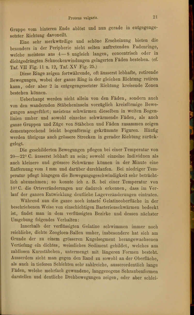 Gruppe vom hinteren Ende ablöst und nun gerade in entgegenge- setzter Richtung davoneilt. Eine sehr merkwürdige und schöne Erscheinung bieten die besonders in der Peripherie nicht selten auftretenden Fadenringe, welche meistens aus 4 — 8 ungleich langen, concentrisch oder in dichtgedrängten Schneckenwindungen gelagerten Fäden bestehen, (cf. Taf. VII Fig. 11 u. 12, Taf. XV Fig. 25.) Diese Ringe zeigen fortwährende, oft äusserst lebhafte, rotirende Bewegungen, wobei der ganze Ring in der gleichen Richtung rotiren kann, oder aber 2 in entgegengesetzter Richtung kreisende Zonen bestehen können. Ueberhaupt werden nicht allein von den Fäden, sondern auch von den wandernden Stäbcheninseln vorzüglich kreisförmige Bewe- gungen ausgeführt; meistens schwärmen dieselben in weiten Bogen- linien umher und sowohl einzelne schwärmende Fäden, als auch ganze Gruppen und Züge von Stäbchen und Fäden zusammen zeigen dementsprechend leicht bogenförmig gekrümmte Figuren. Häufig werden übrigens auch grössere Strecken in gerader Richtung zurück- gelegt. Die geschilderten Bewegungen pflegen bei einer Temperatur von 20—22° C. äusserst lebhaft zu sein; sowohl einzelne Individuen als auch kleinere und grössere Schwärme können in der Minute eine Entfernung vom 1 mm und darüber durchlaufen. Bei niedriger Tem- peratur pflegt hingegen die Bewegungsgeschwindigkeit sehr beträcht- lich abzunehmen; so konnte ich z. B. bei einer Temperatur von 10°C. die Ortsveränderungen nur dadurch erkennen, dass im Ver- lauf der ganzen Entwicklung deutliche Lageveränderungen eintraten. Während nun die ganze noch intacte* Gelatineoberfläche in der beschriebenen Weise von einschichtigen Bacterienschwärmen bedeckt ist, findet man in dem verflüssigten Bezirke und dessen nächster Umgebung folgendes Verhalten: Innerhalb der verflüssigten Gelatine schwimmen immer noch reichliche, dichte Zoogloea-Ballen umher, insbesondere hat sich am Grunde der zu einem grösseren Kugelsegment herangewachsenen Vertiefung ein dichtes, weissliches Sediment gebildet, welches aus zahllosen Kurzstäbchen, untermengt mit, längeren Formen besteht. Ausserdem sieht man gegen den Rand zu sowohl an der Oberfläche, als auch in tieferen Schichten sehr zahlreiche, ausserordentlich lange Fäden, welche mehrfach gewundene, langgezogene Schraubenformen darstellen und deutliche Drehbewegungen zeigen, oder aber schlei-