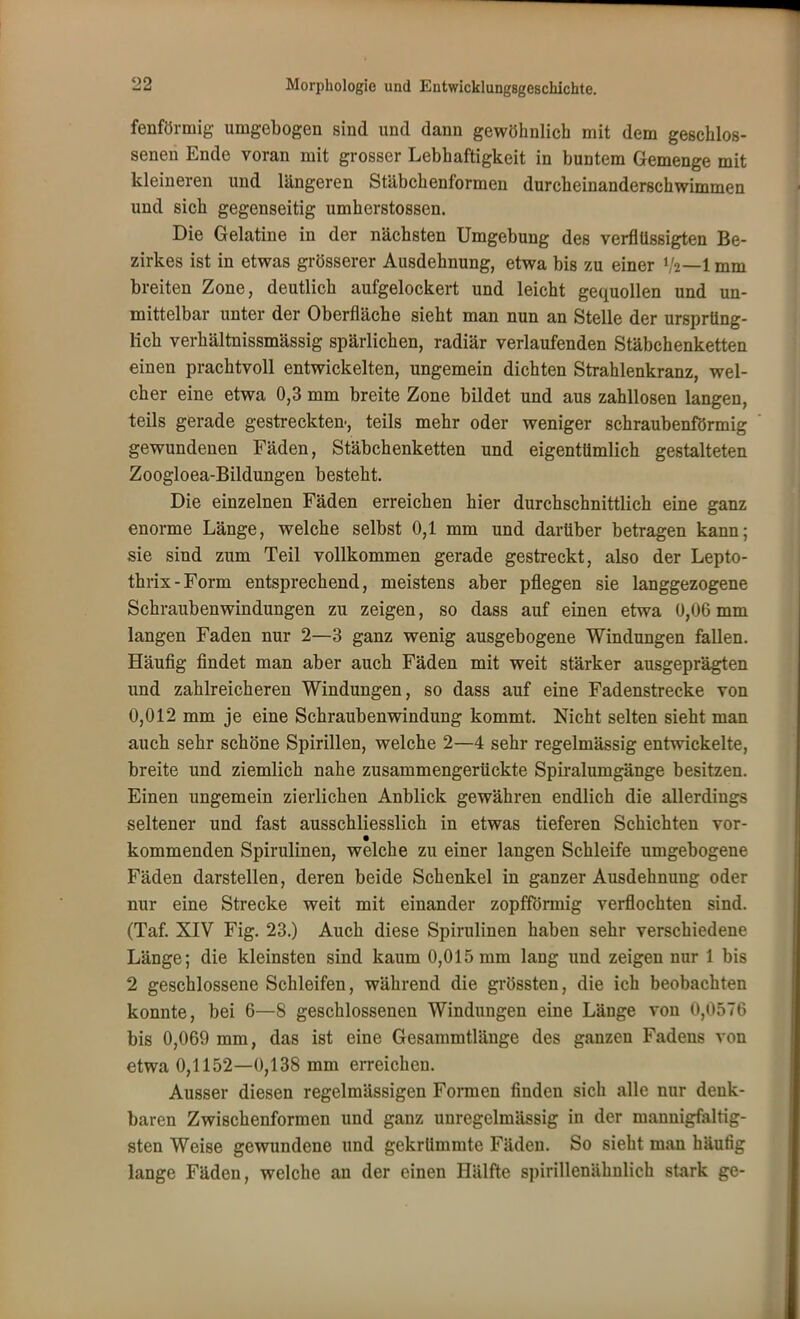 fenförniig umgebogen sind und dann gewöhnlich mit dem geschlos- senen Ende voran mit grosser Lebhaftigkeit in buntem Gemenge mit kleineren und längeren Stäbchenformen durcheinanderschwimmen und sich gegenseitig umherstossen. Die Gelatine in der nächsten Umgebung des verflüssigten Be- zirkes ist in etwas grösserer Ausdehnung, etwa bis zu einer V2—1 mm breiten Zone, deutlich aufgelockert und leicht gequollen und un- mittelbar unter der Oberfläche sieht man nun an Stelle der ursprüng- lich verhältnissmässig spärlichen, radiär verlaufenden Stäbchenketten einen prachtvoll entwickelten, ungemein dichten Strahlenkranz, wel- cher eine etwa 0,3 mm breite Zone bildet und aus zahllosen langen, teils gerade gestreckten, teils mehr oder weniger schraubenförmig gewundenen Fäden, Stäbchenketten und eigentümlich gestalteten Zoogloea-Bildungen besteht. Die einzelnen Fäden erreichen hier durchschnittlich eine ganz enorme Länge, welche selbst 0,1 mm und darüber betragen kann; sie sind zum Teil vollkommen gerade gestreckt, also der Lepto- thrix-Form entsprechend, meistens aber pflegen sie langgezogene Schraubenwindungen zu zeigen, so dass auf einen etwa 0,06 mm langen Faden nur 2—3 ganz wenig ausgebogene Windungen fallen. Häufig findet man aber auch Fäden mit weit stärker ausgeprägten und zahlreicheren Windungen, so dass auf eine Fadenstrecke von 0,012 mm je eine Schraubenwindung kommt. Nicht selten sieht man auch sehr schöne Spirillen, welche 2—4 sehr regelmässig entwickelte, breite und ziemlich nahe zusammengerückte Spiralumgänge besitzen. Einen ungemein zierlichen Anblick gewähren endlich die allerdings seltener und fast ausschliesslich in etwas tieferen Schichten vor- kommenden Spirulinen, welche zu einer langen Schleife umgebogene Fäden darstellen, deren beide Schenkel in ganzer Ausdehnung oder nur eine Strecke weit mit einander zopfförmig verflochten sind. (Taf. XIV Fig. 23.) Auch diese Spirulinen haben sehr verschiedene Länge; die kleinsten sind kaum 0,015 mm lang und zeigen nur 1 bis 2 geschlossene Schleifen, während die grössten, die ich beobachten konnte, bei 6—8 geschlossenen Windungen eine Länge von 0,0576 bis 0,069 mm, das ist eine Gesammtlänge des ganzen Fadens von etwa 0,1152—0,138 mm erreichen. Ausser diesen regelmässigen Formen finden sich alle nur denk- baren Zwischenformen und ganz unregelmässig in der mannigfaltig- sten Weise gewundene und gekrümmte Fäden. So sieht man häufig lange Fäden, welche an der einen Hälfte spirillenähnlich stark ge-