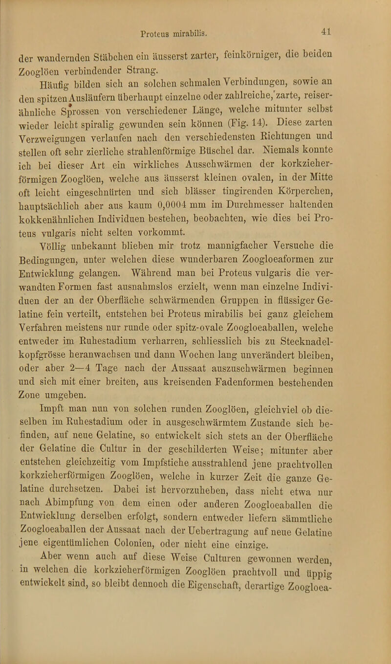 der wandernden Stäbchen ein äusserst zarter, feinkörniger, die beiden Zooglöen verbindender Strang. Häufig bilden sich an solchen schmalen Verbindungen, sowie an den spitzen Ausläufern überhaupt einzelne oder zahlreiche/zarte, reiser- ähnliche Sprossen von verschiedener Länge, welche mitunter selbst wieder leicht spiralig gewunden sein können (Fig. 14). Diese zarten Verzweigungen verlaufen nach den verschiedensten Richtungen und stellen oft sehr zierliche strahlenförmige Büschel dar. Niemals konnte ich bei dieser Art ein wirkliches Ausschwärmen der korkzieher- förmigen Zooglöen, welche aus äusserst kleinen ovalen, in der Mitte oft leicht eingeschnürten und sich blässer tingirenden Körperehen, hauptsächlich aber aus kaum 0,0004 mm im Durehmesser haltenden kokkenähnlichen Individuen bestehen, beobachten, wie dies bei Pro- teus vulgaris nicht selten vorkommt. Völlig unbekannt blieben mir trotz mannigfacher Versuche die Bedingungen, unter welchen diese wunderbaren Zoogloeaformen zur Entwicklung gelangen. Während man bei Proteus vulgaris die ver- wandten Formen fast ausnahmslos erzielt, wenn man einzelne Indivi- duen der an der Oberfläche schwärmenden Gruppen in flüssiger Ge- latine fein verteilt, entstehen bei Proteus mirabilis bei ganz gleichem Verfahren meistens nur runde oder spitz-ovale Zoogloeaballen, welche entweder im Ruhestadium verharren, schliesslich bis zu Stecknadel- kopfgrösse heranwachsen und dann Wochen lang unverändert bleiben, oder aber 2—4 Tage nach der Aussaat auszuschwärmen beginnen und sich mit einer breiten, aus kreisenden Fadenformen bestehenden Zone umgeben. Impft man nun von solchen runden Zooglöen, gleichviel ob die- selben im Ruhestadium oder in ausgeschwärmtem Zustande sich be- finden, auf neue Gelatine, so entwickelt sich stets an der Oberfläche der Gelatine die Cultur in der geschilderten Weise; mitunter aber entstehen gleichzeitig vom Impfstiche ausstrahlend jene prachtvollen korkzieherförmigen Zooglöen, welche in kurzer Zeit die ganze Ge- latine durchsetzen. Dabei ist hervorzuheben, dass nicht etwa nur nach Abimpfung von dem einen oder anderen Zoogloeaballen die Entwicklung derselben erfolgt, sondern entweder liefern sämmtliche Zoogloeaballen der Aussaat nach der Uebertragung auf neue Gelatine jene eigentümlichen Colonien, oder nicht eine einzige. Aber wenn auch auf diese Weise Culturen gewonnen werden, in welchen die korkzieherförmigen Zooglöen prachtvoll und üppig entwickelt sind, so bleibt dennoch die Eigenschaft, derartige Zoogloea-