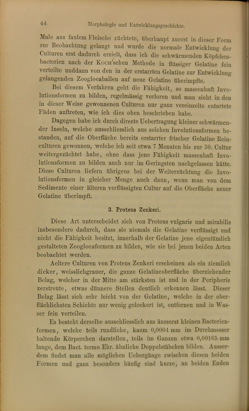 Male aus faulem Fleische züchtete, Uberhaupt zuerst in dieser Form zur Beobachtung gelangt und wurde die normale Entwicklung der Culturen erst dadurch erzielt, dass ich die schwärmenden Köpfchen- bacterien nach der Kocu'schen Methode in flüssiger Gelatine fein verteilte unddann von den in der erstarrten Gelatine zur Entwicklung gelangenden Zoogloeaballen auf neue Gelatine überimpfte. Bei diesem Verfahren geht die Fähigkeit, so massenhaft Invo- lutionsformen zu bilden, regelmässig verloren und man sieht in den in dieser Weise gewonnenen Culturen nur ganz vereinzelte entartete Fäden auftreten, wie ich dies oben beschrieben habe. Dagegen habe ich durch directe Uebertragung kleiner schwärmen- der Inseln, welche ausschliesslich aus solchen Involutionsformen be- standen, auf die Oberfläche bereits erstarrter frischer Gelatine Rein- culturen gewonnen, welche ich seit etwa 7 Monaten bis zur 30. Cultur weitergezüchtet habe, ohne dass jene Fähigkeit massenhaft Invo- lutionsformen zu bilden auch nur im Geringsten nachgelassen hätte. Diese Culturen liefern übrigens bei der Weiterzüchtung die Invo- lutionsformen in gleicher Menge auch dann, wenn man von dem Sedimente einer älteren verflüssigten Cultur auf die Oberfläche neuer Gelatine überimpft. 3. Proteus Zenkeri. Diese Art unterscheidet sich von Proteus vulgaris und mirabilis insbesondere dadurch, dass sie niemals die Gelatine verflüssigt und nicht die Fähigkeit besitzt, innerhalb der Gelatine jene eigentümlich gestalteten Zoogloeaformen zu bilden, wie sie bei jenen beiden Arten beobachtet werden. Aeltere Culturen von Proteus Zenkeri erscheinen als ein ziemlich dicker, weisslichgrauer, die ganze Gelatineoberfläche überziehender Belag, welcher in der Mitte am stärksten ist und in der Peripherie zerstreute, etwas dünnere Stellen deutlich erkennen lässt. Dieser Belag lässt sich sehr leicht von der Gelatine, welche in der ober- flächlichsten Schichte nur wenig gelockert ist, entfernen und in Was- ser fein verteilen. Es besteht derselbe ausschliesslich aus äusserst kleinen Bacterien- formen, welche teils rundliche, kaum 0,0001 mm im Durchmesser haltende Körperchen darstellen, teils im Ganzen etwa 0,00165 mm lange, dem Bact. termo Ehr. ähnliche Doppelstäbchen bilden. Ausser- dem findet man alle möglichen Uebergänge zwischen diesen beiden Formen und ganz besonders häufig sind kurze, an beiden Enden