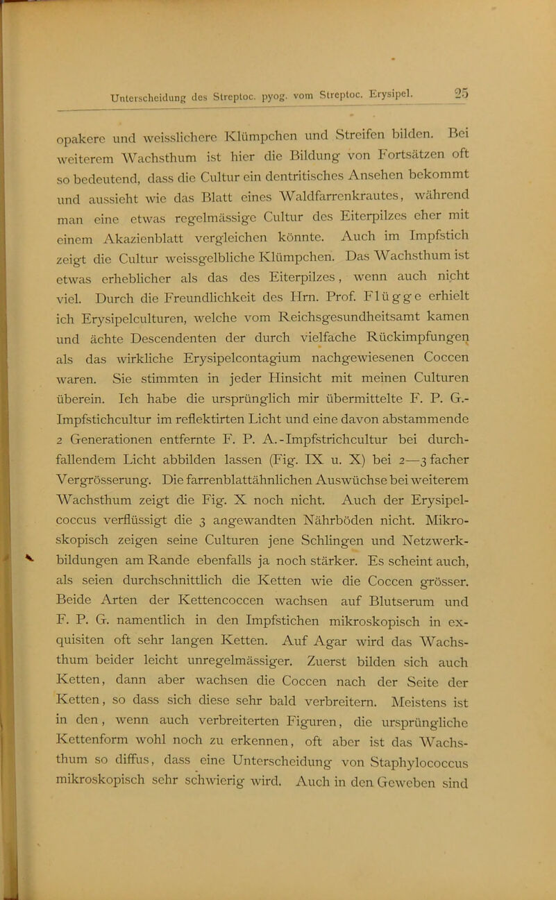 opakere und weisslichere Klümpchcn und Streifen bilden. Bei Aveitercm Wachsthum ist hier die Bildung von Fortsätzen oft so bedeutend, dass die Cultur ein dentritisches Ansehen bekommt und aussieht wie das Blatt eines Waldfarrenkrautcs, während man eine etwas regelmässige Cultur des Eiterpilzes eher mit einem Akazienblatt vergleichen könnte. Auch im Impfstich zeigt die Cultur weissgclbliche Klümpchen. Das Wachsthum ist etwas erheblicher als das des Eiterpilzes, wenn auch nicht viel. Durch die Freundlichkeit des Hrn. Prof. Flügge erhielt ich Erysipelculturen, welche vom Reichsgesundheitsamt kamen und ächte Descendenten der durch vielfache Rückimpfungen als das wirkliche Erysipelcontagium nachgewiesenen Coccen waren. Sie stimmten in jeder Hinsicht mit meinen Culturen überein. Ich habe die ursprünglich mir übermittelte F. P. G.- Impfstichcultur im reflektirten Licht und eine davon abstammende 2 Generationen entfernte F. P. A.-Impfstrich cultur bei durch- fallendem Licht abbilden lassen (Fig. IX u. X) bei 2—3 facher Vergrösserung. Die farrenblattähnlichen Auswüchse bei weiterem Wachsthum zeigt die Fig. X noch nicht. Auch der Erysipel- coccus verflüssigt die 3 angewandten Nährböden nicht. Mikro- skopisch zeigen seine Culturen jene Schlingen und Netzwerk- bildungen am Rande ebenfalls ja noch stärker. Es scheint auch, als seien durchschnittlich die Ketten wie die Coccen grösser. Beide Arten der Kettencoccen wachsen auf Blutserum und F. P. G. namentlich in den Impfstichen mikroskopisch in ex- quisiten oft sehr langen Ketten. Auf Agar wird das Wachs- thum beider leicht unregelmässiger. Zuerst bilden sich auch Ketten, dann aber wachsen die Coccen nach der Seite der Ketten, so dass sich diese sehr bald verbreitem. IMcistens ist in den, wenn auch verbreiterten Figuren, die ursprüngliche Kettenform wohl noch zu erkennen, oft aber ist das Wachs- thum so diffus, dass eine Unterscheidung von Staphylococcus mikroskopisch sehr schwierig wird. Auch in den Geweben sind
