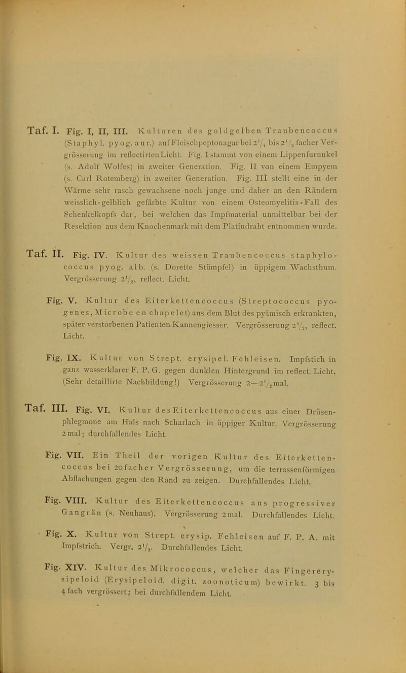 Taf. I. Fig. I, II, III. Kulturen des goldgelben T r a ub e nc o c c u s (Staphyl. pyog. aur.) auf Fleischpeptonagarbei 2'/, bis2''j facher Vcr- grösserung im reflectirtenLicht. Fig. Istammt von einem Lippenfurunkel (s. Adolf Wolfes) in zweiter Generation. P'ig. II von einem Empyem (s. Carl Rotemberg) in zweiter Generation. Fig. III stellt eine in der AVärme sehr rasch gewachsene noch junge und daher an den Rändern weisslich-gelblich gefärbte Kultur von einem Osteomyelitis - Fall des .Schenkelkopfs dar, bei welchen das Impfmaterial unmittelbar bei der Resektion aus dem Knochenmark mit dem Platindraht entnommen wurde. Taf. II. Fig. IV. Kultur des weissen T r a u b e n c o c c u s staphyl o- coccus pyog. alb. (s. Dorette Stümpfel) in üppigem Wachsthum. Vergvösserung 2'/^, reflect. Licht. Fig. V. Kultur des E i t e r Ic e 11 e n c o c c u s (Streptococcus p y o- gen es, M icrob e e n chap elet) aus dem Blut des pyämisch erkrankten, später verstorbenen Patienten Kannengiesser. Vergrösserung 2'/,, reflect. Licht. Fig. IX. Kultur von Strept. erysipel. Fehleisen. Impfstich in ganz wasserklarer F. P. G. gegen dunklen Hintergrund im reflect. Licht. (Sehr detaillirte Nachbildung!) Vergrösserung 2—a'/'^mal. Taf. III. Fig. VI. Kultur d e s Ei t e r ke t te n c o c c u s aus einer Drüsen- phlegmone am Hals nach Scharlach in üppiger Kultur. Vergrösserung 2mal; durchfallendes Licht. Fig. VII. Ein Theil der vorigen Kultur des Eiterketten- coccus bei 20facher Vergrösserung, um die terrassenförmigen Abflachungen gegen den Rand zu zeigen. Durchfallendes Licht. Fig. VlII. Kultur des E i t e r k e 11 e n c o c c u s aus progressiver Gangrän (s. Neuhaus). Vergrösserung 2mal. Durchfallendes Licht. Fig. X. Kultur von Strept. erysip. Fchleisen auf F. P. A. mit Impfstrich. Vergr, 2^1^. Durchfallendes Licht. Fig. XIV. Kultur des Mikrocogcus, welcher das Fingerery- sipeloid (Erysipeloid. digit. zoonolicum) bewirkt. 3 bis 4f!ich vergrösscrt; bei durchfallendem Licht.
