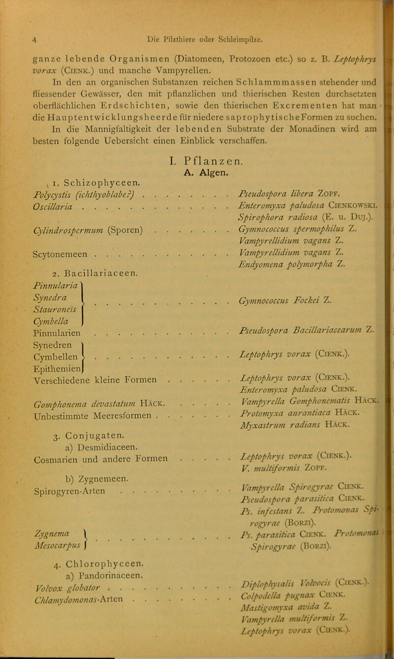 Gymnococais Fockei Z. ganze lebende Organismen (Diatomeen, Protozoen etc.) so z. B. Leptophrys vorax (CiENK.) und manche Vampyrelien. In den an organischen Substanzen reichen Schlammmassen stehender und fliessender Gewässer, den mit pflanzlichen und thierischen Resten durchsetzten oberflächlichen Erdschichten, sowie den thierischen Excrementen hat man die Hauptentwicklungsheerde für niedere saprophy tische Formen zu suchen. In die Mannigfaltigkeit der lebenden Substrate der Monadinen wird am besten folgende Uebersicht einen Einblick verschaffen. I. Pflanzen. A. Algen. , I. Schizophyceen. Polycystis (ichthyoblabe?) Pseudospora libera Zopf. Oscillaria Enteromyxa paludosa Cienkowski. Spirophora radiosa (E. u. Duj.). Cylindrospermum (Sporen) Gymnococcus spermophilus Z. Varnpyrellidium vagajis Z. Scytonemeen Vatnpyrellidium vagans Z. Endyomena polymorpha Z. 2. Bacillariaceen. Pinnularia Synedra Stauroneis Cyrnbella Pinnularien Pseudospora Bacillariaceartm Z. Synedren \ Cymbellen i Leptophrys vorax (Cienk.). EpithemienJ Verschiedene kleine Formen Leptophrys vorax (Cienk.). Enteromyxa paludosa Cfenk. Gomphonema devastatum Häck Vampyrella Gomphoncmatis Hack. Unbestimmte Meeresformen Protomyxa aurautiaca Häck. Myxastrum radians Häck. 3. Conjugaten. a) Desmidiaceen. Cosmarien und andere Formen Leptophrys vorax (Cienk.). V. nmltiformis Zopf. b) Zygnemeen. Spirogyren-Arten Vampyrella Spirogyrac Cienk. Pseudospora farasitica Cienk. Ps. infcstans Z. Protomonas Spi- rogyrae (BoRZi). ZygJiema \ /jy. parasitica Cienk. Protomvnas Mesocarpus j Spirogyrae (Borzi). 4. Chlorophyceen. a) Pandorinaceen. Volvox globator Diplophysalis Volvocis (Cienk.). Chlamydomonas.^xi^^^ Colpodclla pugnax C.enk. Mastigomyxa avida Z. Vampyrella muliiformis Z. Leptophrys vorax (Cienk.).