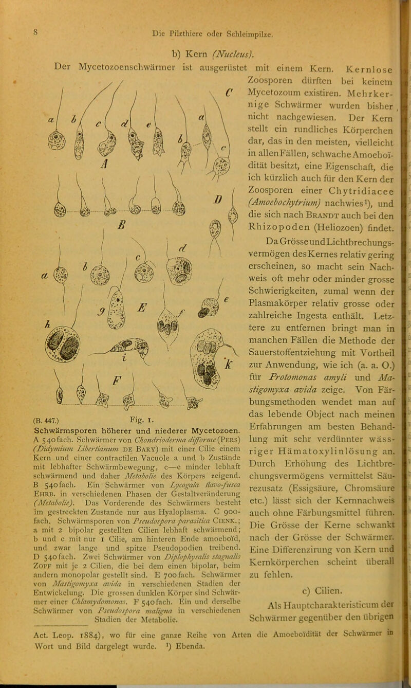 b) Kern (Nucleus). Der Mycetozoenschwäriner ist ausgerüstet mit (B.447.) Fig. I. Schwärmsporen höherer und niederer Mycetozoen. A 5 40 fach. Schwärmer von Ckondrioderma difformciVF.Ks) (Didyiniuin Libertianum DE Bary) mit einer Cilie einem Kern und einer contractilen Vacuole a und b Zustände mit lebhafter Schwärmbewegung, c—e minder lebhaft schwärmend und daher Metabolie des Körpers zeigend. B 540 fach. Ein Schwärmer von Lycogala ffai'o-fitsca EllRB. in verschiedenen Phasen der Gestaltverändcrung (Metabolie). Das Vorderende des Schwärmers besteht im gestreckten Zustande nur aus Hyaloplasma. C 900- fach. Schwärmsporen von PseudoSpora parasilica CiENK. ; a mit 2 bipolar gestellten Cilien lebhaft schwärmend ; b und c mit nur i Cilie, am hinteren Ende amoeboYd, und zwar lange und spitze Pseudopodien treibend. D 540 fach. Zwei Schwärmer von Diplopliysalis staptalis Zopf mit je 2 Cilien, die bei dem einen bipolar, beim andern monopolar gestellt sind. E 700 fach. Schwärmer von Mastigomyxa avida in verschiedenen Stadien tler Entwickclung. Die grossen dunklen Körper sind Schwär- mer einer Chlamydomottas. F 540 fach. Ein und derselbe Schwärmer von Psendospora maligna in verschiedenen Stadien der Metabolie. einem Kern. Kernlose Zoosporen dürften bei keinem Mycetozoum existiren. Mehrker- nige Schwärmer wurden bisher nicht nachgewiesen. Der Kern stellt ein rundliches Körperchen dar, das in den meisten, vielleicht in allenFällen, schwache Amoeboi- dität besitzt, eine Eigenschaft, die ich kürzlich auch für den Kern der Zoosporen einer Chytridiacee (Amoebochytriutn) nachwies i), und die sich nach Brandt auch bei den Rhizopoden (Heliozoen) findet. DaGrösseundLichtbrechungs- vermögen des Kernes relativ gering erscheinen, so macht sein Nach- weis oft mehr oder minder grosse Schwierigkeiten, zumal wenn der Plasmakörper relativ grosse oder zahlreiche Ingesta enthält. Letz- tere zu entfernen bringt man in manchen Fällen die Methode der Sauerstoffentziehung mit Vortheil zur Anwendung, wie ich (a. a. O.) für Protomonas amyli und Ma- stigomyxa avida zeige. Von Fär- bungsmethoden wendet man auf das lebende Object nach meinen Erfahrungen am besten Behand- lung mit sehr verdünnter wäss- riger Hämatoxylinlösung an. Durch Erhöhung des I.ichtbre- chungsvermögens vermittelst Säu- rezusatz (Essigsäure, Chromsäure etc.) lässt sich der Kemnachweis auch ohne Färbungsmittel führen. Die Grösse der Kerne schwankt nach der Grösse der Schwärmer. Eine Dift'erenzirung von Kern und Kernkörperchen scheint überall zu fehlen. c) Cilien. Als Hauptcharakteristicum der Schwärmer gegenüber den übrigen Act. Leop. 1884), wo für eine ganze Reihe Wort und Bild dargelegt wurde. ') Ebenda. von Arten die AmoeboYdität der Schwärmer iB