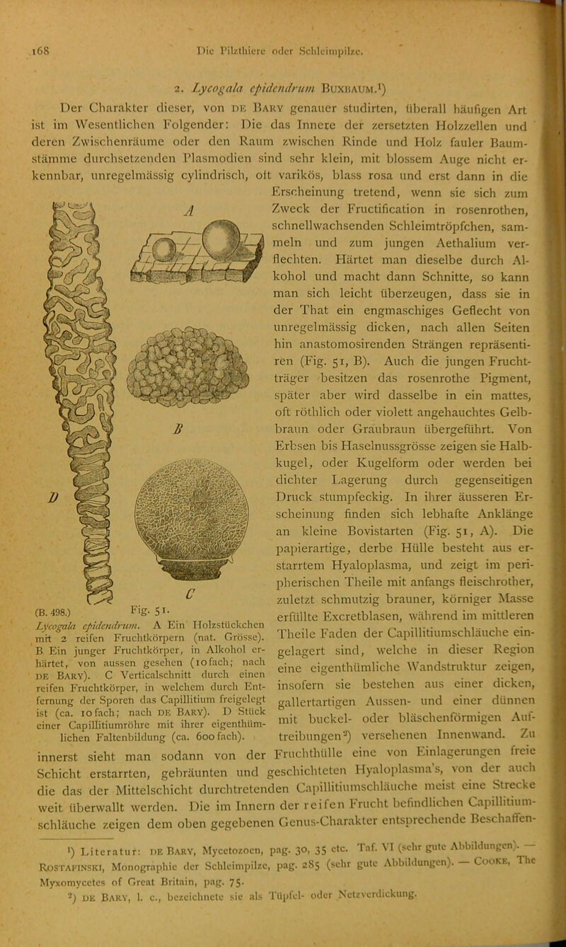2. Lycognla cpidcndrum Buxhaum.i) Der Charakter dieser, von dk Bary genauer stiidirten, überall häufigen Art ist im Wesentlichen Folgender: Die das Innere der zersetzten Holzzellen und deren Zwischenräume oder den Raum zwischen Rinde und Holz fauler Baum- stämme durchsetzenden Plasmodien sind sehr klein, mit blossem Auge nicht er- kennbar, unregelmässig cylindrisch, oft varikös, blass rosa und erst dann in die Erscheinung tretend, wenn sie sich zum Zweck der Fructification in rosenrothen, schnellwachsenden Schleimtröpfchen, sam- meln und zum jungen Aethalium ver- flechten. Härtet man dieselbe durch Al- kohol und macht dann Schnitte, so kann man sich leicht überzeugen, dass sie in der That ein engmaschiges Geflecht von unregelmässig dicken, nach allen Seiten hin anastomosirenden Strängen repräsenti- ren (Fig. 51, B). Auch die jungen Frucht- träger besitzen das rosenrothe Pigment, später aber wird dasselbe in ein mattes, oft röthhch oder violett angehauchtes Gelb- braun oder Graubraun übergeführt. Von Erbsen bis Haselnussgrösse zeigen sie Halb- kugel, oder Kugelform oder werden bei dichter Lagerung durcli gegenseitigen Druck stumpfeckig. In ihrer äusseren Er- scheinung finden sich lebhafte Anklänge an kleine Bovistarten (Fig. 51, A). Die papierartige, derbe Hülle besteht aus er- starrtem Hyaloplasma, und zeigt im peri- pherischen Theile mit anfangs fleischrother, zuletzt schmutzig brauner, körniger Masse erfüllte Excretblasen, während im mittleren Theile Faden der CapiUitiumschläuche ein- gelagert sind, welche in dieser Region eine cigenthümliche Wandstruktur zeigen, insofern sie bestehen aus einer dicken, gallertartigen Aussen- und einer dünnen mit buckel- oder bläschenförmigen Auf- lichen Faltenbildung (ca. 6oofacli). treibungen ■■^) versehenen Innenwand. Zu innerst sieht man sodann von der Fruchthülle eine von Einlagerungen freie Schicht erstarrten, gebräunten und geschichteten Hyaloplasmas, von der auch die das der Mittelschicht durchtretenden CapiUitiumschläuche meist eine Strecke weit überwallt werden. Die im Innern der reifen Frucht befindlichen CapiUitium- schläuche zeigen dem oben gegebenen Genus-Charakter entsprechende Beschaffen- 1) Literatur: de Bary, Mycetozocn, pag. 30, 35 etc. T.nf. VI (i^clir gute Abbildungen). - ROSTAFINSKI, Monographie der Schleinipilzc, pag. 285 (sehr gute Abbildungen). - Cooke, The Myxomycetcs of Grcat Britain, pag. 75. 2; UE Bary, 1. c, bezeichnete sie als Tüpfel- oder Netzverdickung. (B. 498.) Lycogala cpidendruni. A Ein Holzstiickchen mit 2 reifen Fruchtkörpern (nat. Grösse). B Ein junger Fruchtkörper, in Alkohol er- härtet, von aussen gesehen (lofacii; nacli DE Bary). C Verticalschnitt durch einen reifen Fruclitkörper, in welchem durch Ent- fernung der Sporen das Capillitium freigelegt ist (ca. 10fach; nach dk Bary). D Stück einer Capillitiumröhre mit ihrer eigcnthüm-