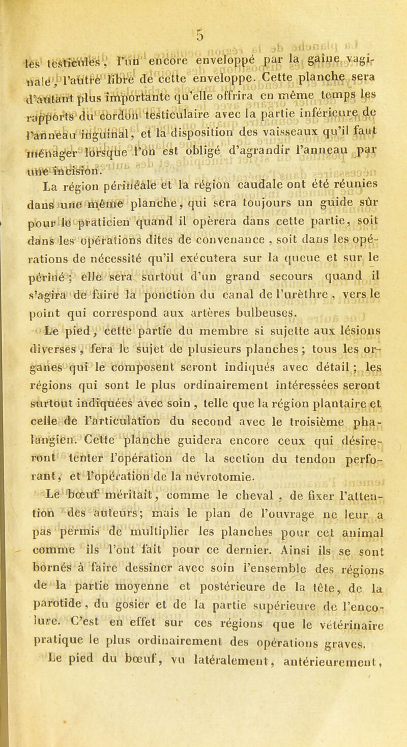 iés teétîcWlfes , ritH'*eïi<îore enveloppé par la gaîue vagir i)a!é',' rautiè libre de cette enveloppe. Cette planche sera <ra^itànt plus importante qu'elle offrira en même temps les raj/ports du'cordon testiculaire avec la partie inférieurç. d,e l'anneau irigùiriàl, et la disposition des vaisseaux qu'il fa,uf rriéttagér lorsque l'oh est dk d'agrandir l'anneau p^\' uiVe î'nbi^îtin'/ ' . '>•> La région périhéale et la région caudale ont été réunies daufs'une même planche, qui sera toujours un guide sûr pourUe praticien quand il opérera dans cette partie, soit dans les opérations dites de convenance , soit dans les opé- rations de nécessité qu'il exécutera sur la queue et sur le périiié ; elle sera surtout d'un grand secours quand if s'agira de faire la ponction du canal de l'urèthre , yer^.le point qui correspond aux artères bulbeuses. Le pied, celte partie du membre si svijette aux lésions diverses , fera le sujet de plusieurs planches ; tous les or- ganes qui le composent seront indiqués avec détail ; les régions qui sont le plus ordinairement intéressées seront sftirtout indiquées avec soin , telle que la région plantaire et celle de l'articulation du second avec le troisième pha- langien. Cette planche guidera encore ceux qui désire- ront' lënler l'opération de la section du tendon perfo- rant, et l'opération de la névrotomie. Le 'bœuf méritait, comme le cheval . de fixer l'atten- tioh des auteurs; mais le plan de l'ouvrage ne leur a pds permis de multiplier les planches pour cet animal comme ils l'ont fait pour ce dernier. Ainsi ils se sont bornés à faire dessiner avec soin l'ensemble des régions de la partie moyenne et postérieure de la tête, de la parotide, du gosier et de la partie supérieure de l'encç,-,, luî-e. C'est en effet sur ces régions que le vétérinaire pratique le plus ordinairement des opérations graves. Le pied du bœuf, vu latéralement, antérieurement,