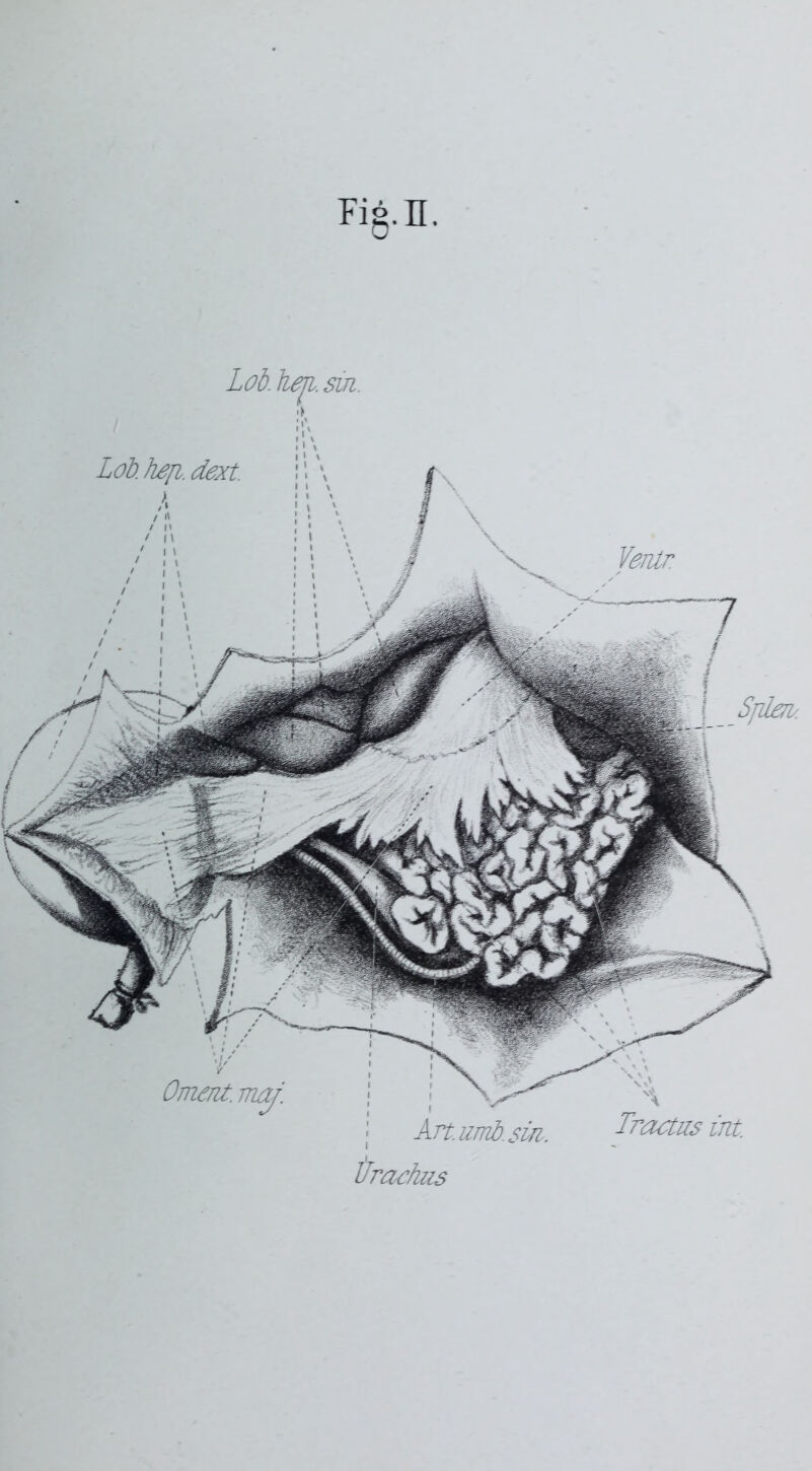 Fig.n. Lob. keji. sm. Ürachus