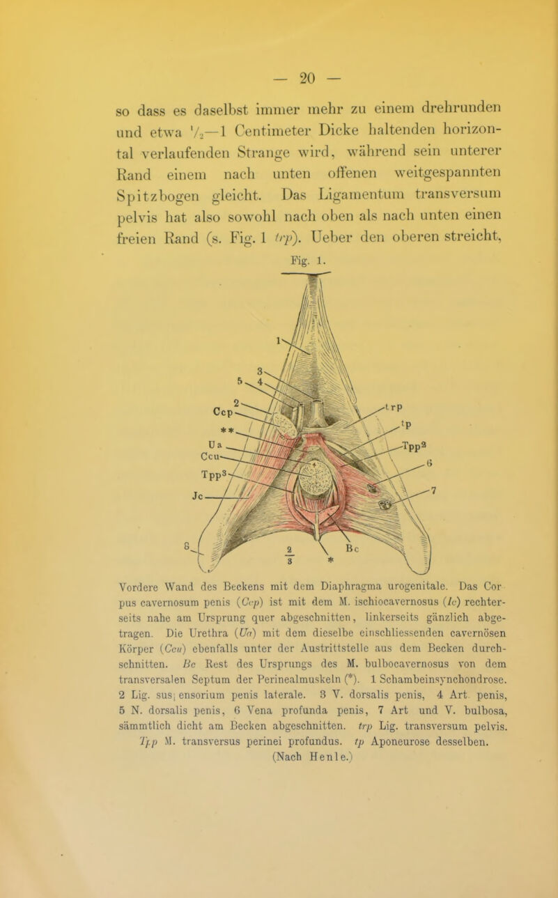 so dass es daselbst immer mehr zu einem drehrunden und etwa V,—1 Centimeter Dicke haltenden horizon- tal verlaufenden Strange wird, während sein unterer Rand einem nach unten offenen weitgespannten Spitzbogen gleicht. Das Ligamentum transversum pelvis hat also sowohl nach oben als nach unten einen freien Rand (s. Fig. 1 (rp). Ueber den oberen streicht, Fig. 1. Vordere Wand des Beckens mit dem Diaphragma urogenitale. Das Cor pus cavernosum penis {Crp) ist mit dem M. ischiocavernosus (/c) rechter- seits nahe am Ursprung quer abgeschnitten, linkerseits gänzlich abge- tragen. Die Urethra {(Ja) mit dem dieselbe einschliessenden cavernösen Körper {Ccu) ebenfalls unter der Austrittstelle aus dem Becken durch- schnitten. Bc Rest des Ursprungs des M. bulbocavernosus von dem transversalen Septum der Perinealmuskeln (*). 1 Schambeinsynchondrose. 2 Lig. susicnsorium penis laterale. 3 V. dorsalis penis, 4 Art penis, 5 N. dorsalis penis, 6 Vena profunda penis, 7 Art und V. bulbosa, sämmtlich dicht am Becken abgeschnitten, trp Lig. transversum pelvis. Tfp M. transversus perinei profundus, tp Aponeurose desselben.