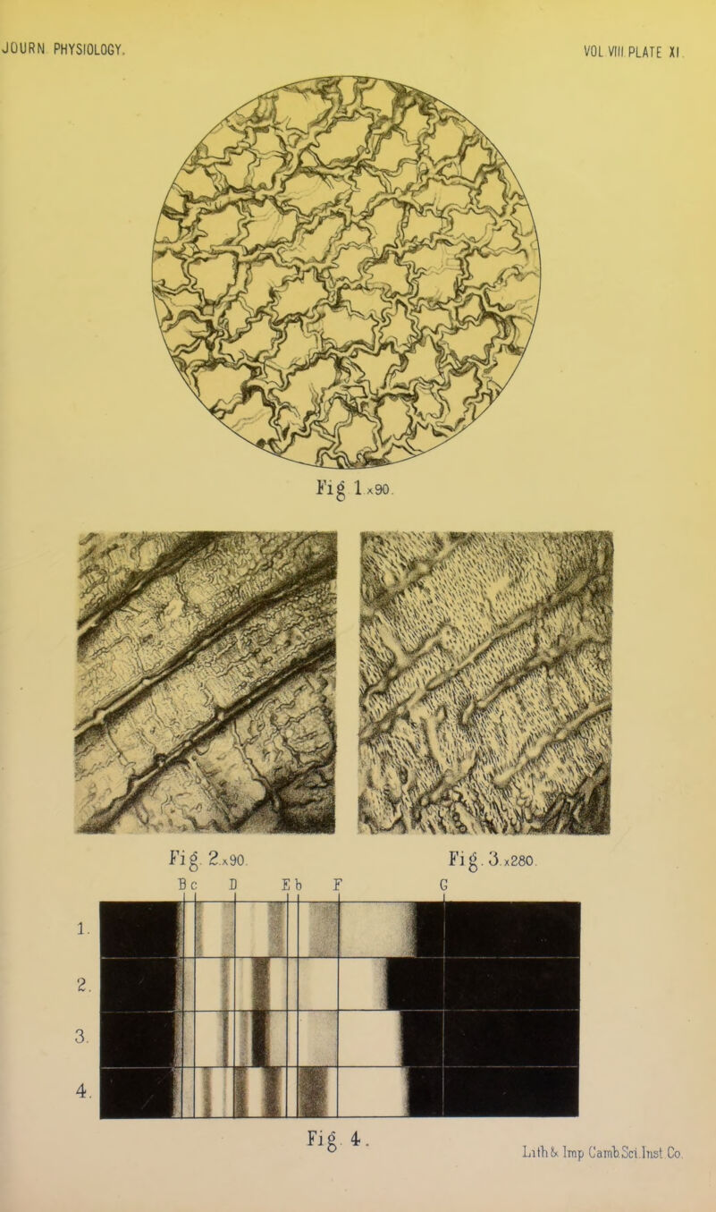 JOURN PHYSIOLOGY. VOL VIII PLATE XI