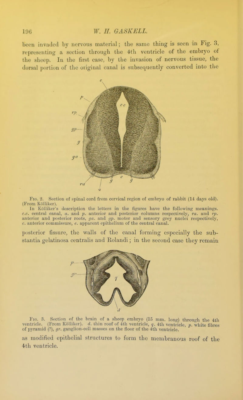 been invaded by nervous material; the same thing is seen in Fig. 3, representing a section through the 4th ventricle of the embryo of the sheep. lu the first case, by the invasion of nervous tissue, the dorsal portion of the original canal is subsequently converted into the Fig. 2. Section of spinal cord from cervical region of embryo of rabbit (14 days old). (From Kiilliker). In Kolliker'.s description the letters in the figures have the following meanings. c.c. central canal, a. and j). anterior and jjosterior columns respectively, ra. and rp. anterior and posterior roots, fjn. and i/p. motor and sensory grey nuclei respectively, f. anterior commissure, e. apparent epithelium of the central canal. posterior fissure, the walls of the canal forming especially the sub- stantia gclatinosa centralis and Rolandi; in the second case they remain Fir,. 3. Section of the brain of a sheep embryo (1,5 mm. long) through the 4th ventricle. (From Krilliker). d. thin roof of -ith ventricle, q. 4th ventricle, p. white fibres of pyramid (?), gr. ganglion-cell masses on the floor of the 4th ventricle. as modified epithelial structures to form the membranous roof of the 4th ventricle.