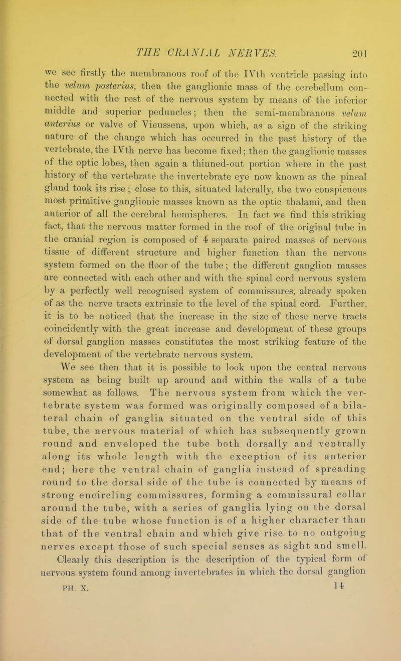 we see firstly the membranous roof of tlie IVtli ventricle passing into the velum posterius, then the ganglionic mass of the cerebellum con- nected with the rest of the nervous system by means of the inferior middle and superior peduncles; then the semi-membranous vehim anterius or valve of Vieussens, upon which, as a sign of the striking nature of the change which has occurred in the past history of the vertebrate, the IVth nerve has become fixed ; then the ganglionic masses of the optic lobes, then again a thinned-out portion where in the past history of the vertebrate the invertebrate eye now known as the pineal gland took its rise; close to this, situated laterally, the two conspicuous most primitive ganglionic masses known as the optic thalami, and then anterior of all the cerebral hemispheres. In fact we find this striking fact, that the nervous matter formed in the roof of the original tube in the cranial region is composed of 4 separate paired masses of nervous tissue of different structure and higher function than the nervous system formed on the floor of the tube; the different ganglion masses are connected with each other and with the spinal cord nervous system by a perfectly well recognised system of commissures, already spoken of as the nerve tracts extrinsic to the level of the spinal cord. Further, it is to be noticed that the increase in the size of these nerve tracts coincidently with the great increase and development of these groups of dorsal ganglion masses constitutes the most striking feature of the development of the vertebrate nervous system. We see then that it is possible to look upon the central nervous system as being built up around and within the walls of a tube somewhat as follows. The nervous system from which the ver- tebrate system was formed was originally composed of a bila- teral chain of ganglia situated on the ventral side of this tube, the nervous material of which has subsequently grown round and enveloped the tube both dorsally and ventrally along its whole length with the exception of its anterior end; here the ventral chain of ganglia instead of spreading round to the dorsal side of the tube is connected by means of strong encircling commissures, forming a commissural collar around the tube, with a series of ganglia lying on the dorsal side of the tube whose function is of a higher character than that of the ventral chain and which give rise to no outgoing nerves except those of such special senses as sight and smell. Clearly this description is the description of the typical form of nervous system found among invertebrates in which the dorsal ganglion Pif X. 1^