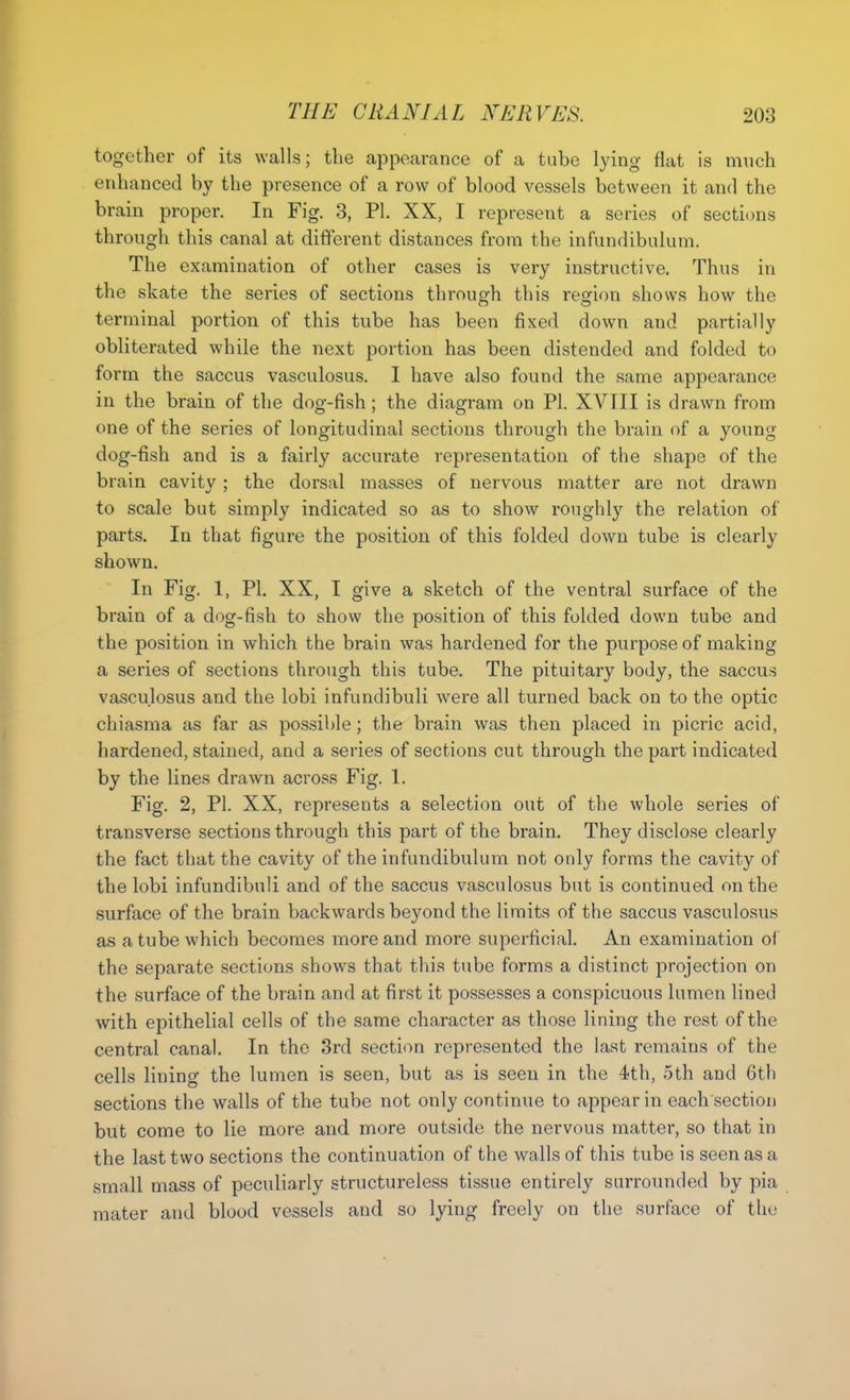 together of its walls; tlie appearance of a tube lying flat is much enhanced by the presence of a row of blood vessels between it and the brain proper. In Fig. 3, PI. XX, I represent a series of sections through this canal at different distances from the infundibulum. The examination of other cases is very instructive. Thus in the skate the series of sections through this region shows how the terminal portion of this tube has been fixed down and partially obliterated while the next portion has been distended and folded to form the saccus vasculosus. I have also found the same appearance in the brain of the dog-fish; the diagram on PI. XVIII is drawn from one of the series of longitudinal sections through the brain of a young dog-fish and is a fairly accurate representation of the shape of the brain cavity; the dorsal masses of nervous matter are not drawn to scale but simply indicated so as to show roughly the relation of parts. In that figure the position of this folded down tube is clearly shown. In Fig. 1, PI. XX, I give a sketch of the ventral surface of the brain of a dog-fish to show the position of this folded down tube and the position in which the brain was hardened for the purpose of making a series of sections through this tube. The pituitary body, the saccus vasculosus and the lobi infundibuli were all turned back on to the optic chiasma as far as possible ; the brain was then placed in picric acid, hardened, stained, and a series of sections cut through the part indicated by the lines drawn across Fig. 1. Fig. 2, PI. XX, represents a selection out of the whole series of transverse sections through this part of the brain. They disclose clearly the fact that the cavity of the infundibulum not only forms the cavity of the lobi infundibuli and of the saccus vasculosus but is continued on the surface of the brain backwards beyond the limits of the saccus vasculosus as a tube which becomes more and more superficial. An examination of the separate sections shows that this tube forms a distinct projection on the surface of the brain and at first it possesses a conspicuous lumen lined with epithelial cells of the same character as those lining the rest of the central canal. In the 3rd section represented the last remains of the cells lining the lumen is seen, but as is seen in the 4;th, 5th and 6th sections the walls of the tube not only continue to appear in each section but come to lie more and more outside the nervous matter, so that in the last two sections the continuation of the walls of this tube is seen as a small mass of peculiarly structureless tissue entirely surrounded by pia mater and blood vessels and so lying freely on the surface of the