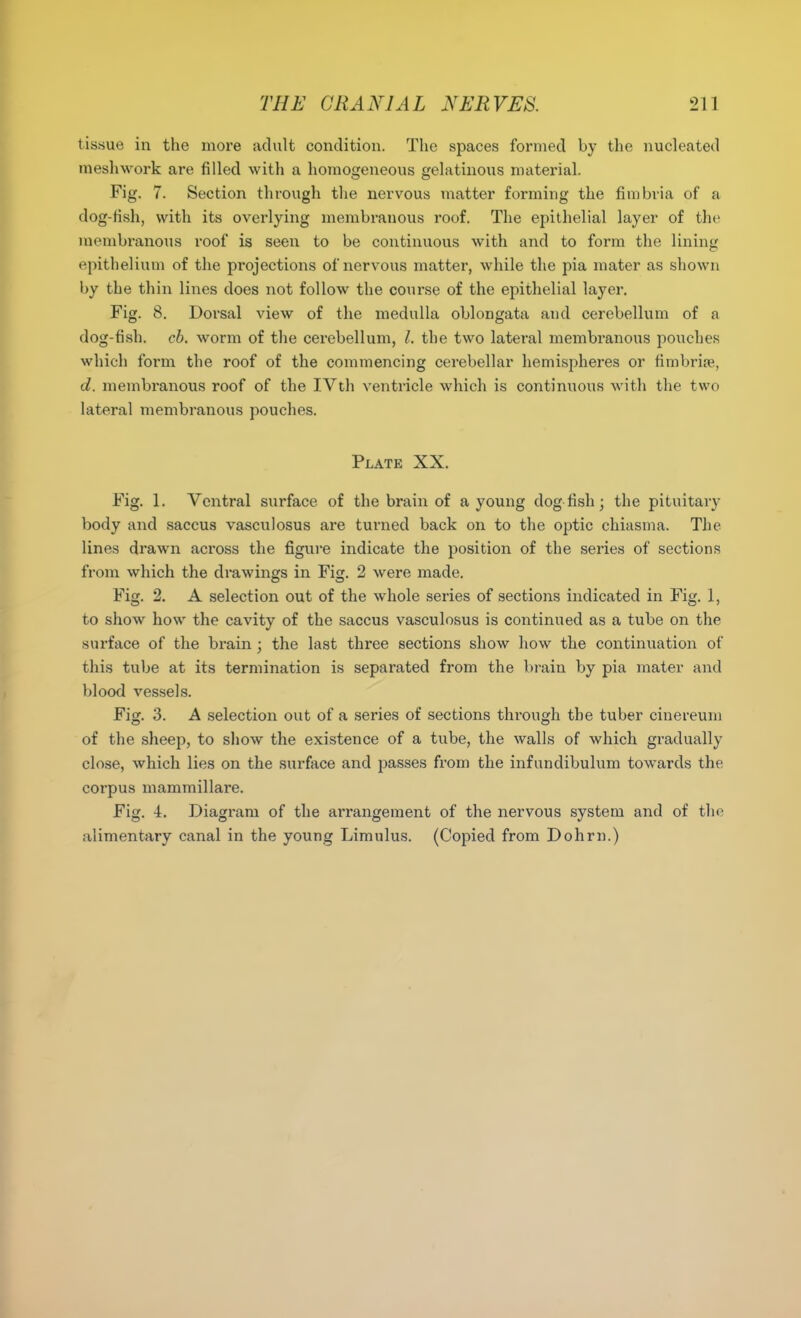tissue in the more adult condition. The spaces formed by the nucleated nieshwork are filled with a homogeneous gelatinous material. Fig. 7. Section through the nervous matter forming the fimbria of a dog-fish, with its overlying membranous roof. The epithelial layer of the membranous roof is seeii to be continuous with and to form the lining epithelium of the projections of nervous matter, while the pia mater as shown by the thin lines does not follow the course of the epithelial layer. Fig. 8. Dorsal view of the medulla oblongata and cerebellum of a dog-fish. ch. worm of the cerebellum, the two lateral membranous pouches which form the roof of the commencing cerebellar hemispheres or fimbrise, d. membranous roof of the IVth ventricle which is continuous with the two lateral membranous pouches. Plate XX. Fig. 1. Ventral surface of the brain of a young dogfish; the pituitary body and saccus vasculosus are turned back on to the optic chiasma. The lines drawn across the figure indicate the position of the series of sections from which the drawings in Fi. 2 were made. Fig. 2. A selection out of the whole series of sections indicated in Fig. 1, to show how the cavity of the saccus vasculosus is continued as a tube on the surface of the brain ; the last three sections show how the continuation of this tube at its termination is separated from the brain by pia mater and blood vessels. Fig. 3. A selection out of a series of sections thi-ough the tuber cinereun) of the sheep, to show the existence of a tube, the walls of which gradually close, which lies on the surface and passes from the infundibulum towards the corpus mammillare. Fig. 4, Diagram of the arrangement of the nervous system and of the alimentary canal in the young Limulus. (Copied from Dohrn.)