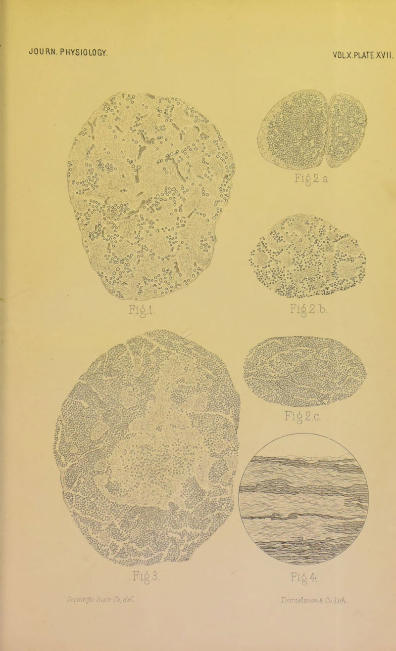 JOURN. PHYSIOLOGY. V0L.X.PLATEXV1I. Oo Co . - . ■ .- , oo ■ , oo H> ■ -oP oO . o oo^o^o . ,<>o> .0 o ;o oo' Fi6.l. / Fig.2.a. I ' '0° Fl6 2.c, o * ^O^.O ^ »a 1^,3. Fig 4. Scientijic Instr Co, del. DardelssovA. Co.lith.