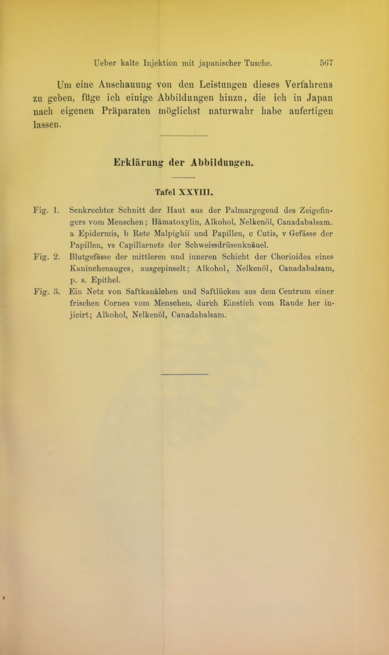 Um eine Anschauung von den Leistungen dieses Verfahrens zu geben, füge ich einige Abbildungen hinzu, die ich in Japan nach eigenen Präparaten möglichst naturwahr habe anfertigen lassen. Erklärung der Abbildungen. Tafel XXVIII. Fig. 1. Senkrechter Schnitt der Haut aus der Palmargegend des Zeigefin- gers vom Menschen; Hämatoxylin, Alkohol, Nelkenöl, Canadabalsam. a Epidermis, b Rete Malpighii und Papillen, c Cutis, v Gefässe der Papillen, vs Capillarnetz der Schweissdriisenknäuel. Fig. 2. Blutgefässe der mittleren und inneren Schicht der Chorioidea eines Kaninchenauges, ausgepinselt; Alkohol, Nelkenöl, Canadabalsam, p. s. Epithel. Fig. 3. Ein Netz von Saftkanälchen und Saftlücken aus dem Centrum einer frischen Cornea vom Menschen, durch Einstich vom Rande her in- jicirt; Alkohol, Nelkenöl, Canadabalsam.