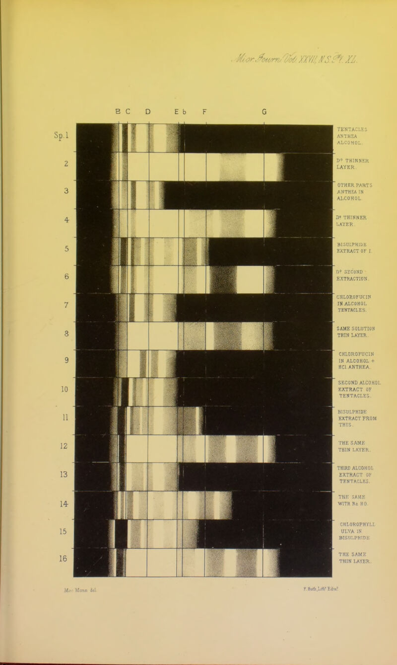 EC D E b F tentacle: ANTHEA ALCOHOL. D° THINNER LAYER OTHER PARTS ANTHEA IN ALCOHOL D» THINNER LAYER BISULPHIDE EXTRACT OF I D» SECOND EXTRACTION. CHLOXOFUC1H IN ALCOHOL TENTACLES. SAME SOLUTION THIN LAYER. CHLOROFUC1N IN ALCOHOL + HC1 ANTHEA SECOND ALCOHOL EXTRACT OF TENTACLES. BISULPHIDE EXTRACT FROM THIS. THE SAME THIN LAYER. THIRD AI.COHOl EXTRACT OF TENTACLES. THE SAME WITH Na HO CHLOROPHYLL ULVA IN BISULPHIDE THE SAME THIN LAYER. F. Hufli.LifV Mm'
