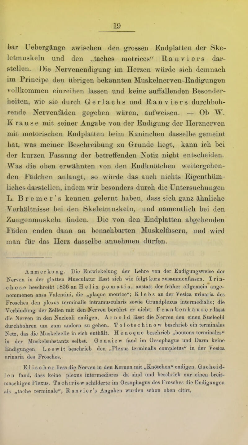 bar Uebergänge zwischen den grossen Endplatten der Ske- letmuskeln und den „taches inotrices Ranvier s dar- stellen. Die Nervenendigung im Herzen würde sich demnach im Principe den übrigen bekannten Muskelnerven-Endigungen vollkommen einreihen lassen und keine auffallenden Besonder- heiten, wie sie durch Gerlachs und R a n v i e r s durchboh- rende Nervenfaden gegeben wären, aufweisen. — Ob W. Krause mit seiner Angabe von der Endigung der Herznerven mit motorischen Endplatten beim Kaninchen dasselbe gemeint bat, was meiner Beschreibung zu Grunde liegt, kann ich bei der kurzen Fassung der betreffenden Notiz nicht entscheiden. Was die oben erwähnten von den Endknötchen weitergehen- den Fädchen anlangt, so würde das auch nichts Eigentüm- liches darstellen, indem wir besonders durch die Untersuchungen L. Bremer's keuneu gelernt haben, dass sich ganz ähnliche Verhältnisse bei den Skeletmuskeln, und namentlich bei den Zungenmuskeln finden. Die von den Endplatten abgehenden Fäden enden dann an benachbarten Muskelfasern, und wird man für das Herz dasselbe annehmen dürfen. Anmerkung. Die Entwicklung der Lehre von der Endigungsweise der Nerven in der glatten Musculatur lässt sich wie folgt kurz zusammenfassen. Trin- c h e s e beschreibt 1836 an H e 1 i x pomatia, anstatt der früher allgemein ange- nommenen ansa Valentini, die „plaque motrice; K 1 e b s an der Vesica urinaria des Frosches den plexus terminalis intramuscularis sowie Grundplexus intcrmedialis; die Verbindung der Zellen mit den Nerven berührt er nicht. Frankenhäuser lässt die Nerven in den Nucleoli endigen. Arnold lässt die Nerven den einen Nucleold durchbohren um zum andern zugehen. Tolotschinow beschrieb ein terminales Netz, das die Muskelzelle in sich enthält. H e noque beschrieb „boutons terminales in der Muskelsubstantz selbst. Gonaiew fand im Oesophagus und Darm keine Endigungen. Loewit beschrieb den „Plexus terminalis completus in der Vesica urinaria des Frosches. E 1 i s c h e r Hess die Nerven in den Kernen mit „Knötchen endigen. Gschei d- 1 e n fand, dass keine plexus intermediäres da sind und beschrieb nur einen breit- maschigen Plexus. Ts ch ir iew schilderte im Oesophagus des Frosches die Endigungen als „tache terminale, Ranvier's Angaben wurden schon oben citirt.