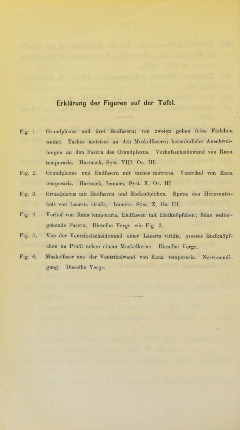 Erklärung der Figuren auf der Tafel. Fig. 1. Grundplexus und drei Endfasern; von zweien gehen feine Fädchcn weiter. Taches niotrices an den Muskelfasern; kernähnliche Anschwel- lungen an den Fasern des Grundplexus. Vorhofsscheidewand von Rana temporaria. Hartnack, Syst. VIII. Oc. III. Fig. 2. Grundplexus und Endfasern mit taches motrices. Ventrikel von Rana temporaria, Hartnack, Immers. Syst. X. Oc. III Fig. 3. Grundplexus mit Endfasern und Endknöpfchen. Spitze des Herzventii- kels von Lacerta viridis. Immers. Syst. X. Oc. III. Fig. 4. Vorhof von Rana temporaria, Endfasern mit Endknöpfchen; feine weiter- gehende Fasern. Dieselbe Vergr. wie Fig 3. Fig. ä. Von der Ventrikelscheidewand einer Lacerta viridis, grosses Endknöpf- chen im Profil neben einem Muskclkerne Dieselbe Vergr. Fig. 6. Muskelfaser aus der Ventrikelwand von Rana temporaria. Nervenendi- gung. Dieselbe Vergr.