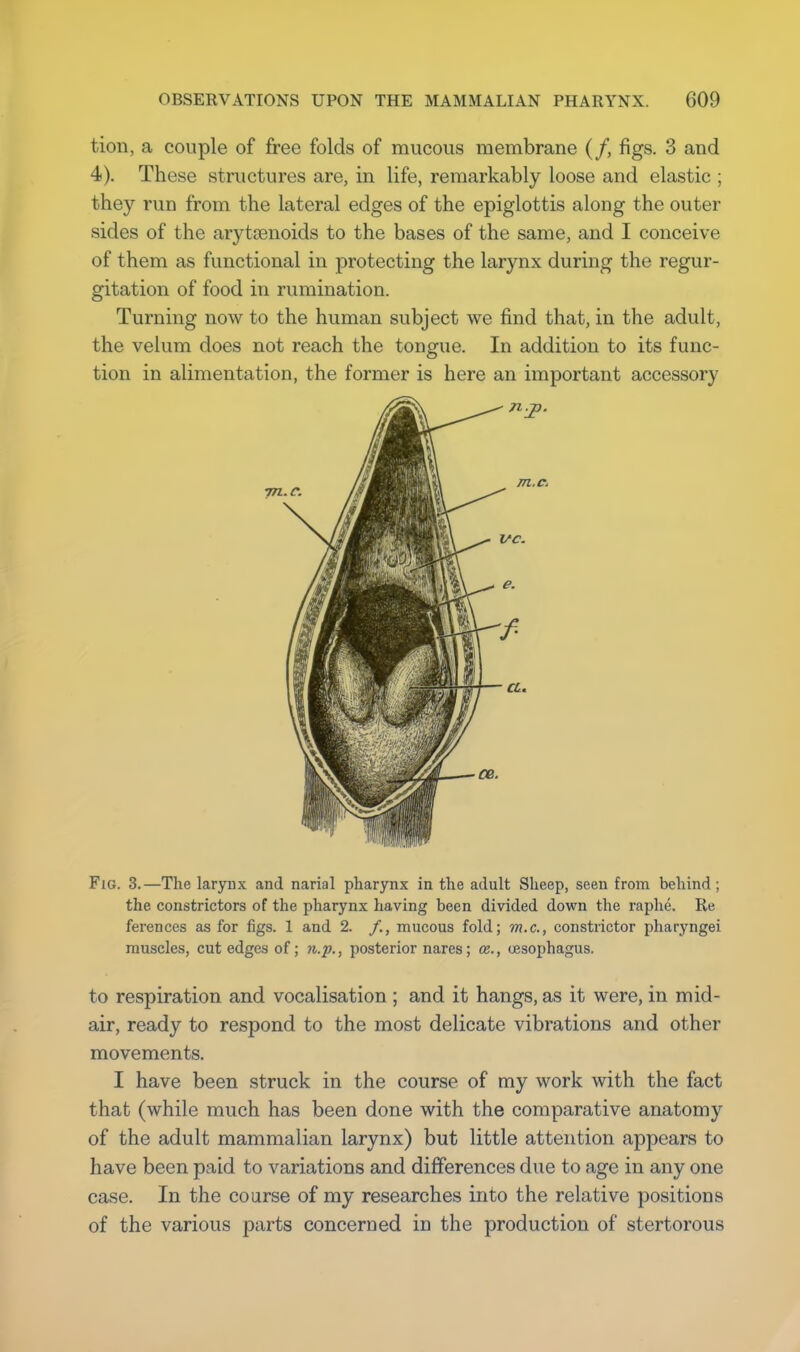 tion, a couple of free folds of mucous membrane (/, figs. 3 and 4). These structures are, in life, remarkably loose and elastic ; they run from the lateral edges of the epiglottis along the outer sides of the arytaenoids to the bases of the same, and I conceive of them as functional in protecting the larynx during the regur- gitation of food in rumination. Turning now to the human subject we find that, in the adult, the velum does not reach the tongue. In addition to its func- tion in alimentation, the former is here an important accessory Fig. 3.—The larynx and narial pharynx in the adult Sheep, seen from behind ; the constrictors of the pharynx having been divided down the raphe. Re ferences as for figs. 1 and 2. /., mucous fold; m.c, constrictor pharyngei muscles, cut edges of; n.p., posterior nares; ce., oesophagus. to respiration and vocalisation ; and it hangs, as it were, in mid- air, ready to respond to the most delicate vibrations and other movements. I have been struck in the course of my work with the fact that (while much has been done with the comparative anatomy of the adult mammalian larynx) but little attention appears to have been paid to variations and differences due to age in any one case. In the course of my researches into the relative positions of the various parts concerned in the production of stertorous