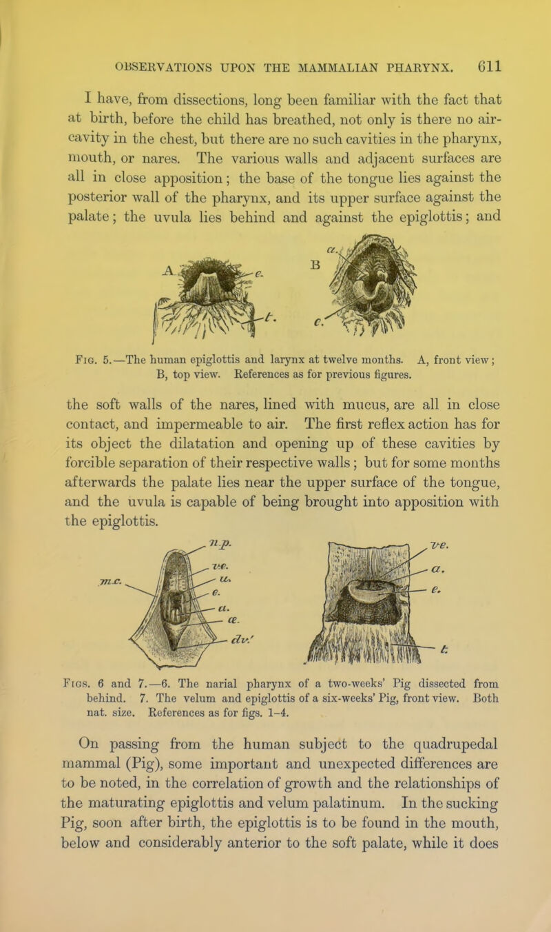 I have, from dissections, long been familiar with the fact that at birth, before the child has breathed, not only is there no air- cavity in the chest, but there are no such cavities in the pharynx, mouth, or nares. The various walls and adjacent surfaces are all in close apposition; the base of the tongue lies against the posterior wall of the pharynx, and its upper surface against the palate; the uvula lies behind and against the epiglottis; and Fig. 5.—The human epiglottis and larynx at twelve months. A, front view ; B, top view. References as for previous figures. the soft walls of the nares, lined with mucus, are all in close contact, and impermeable to air. The first reflex action has for its object the dilatation and opening up of these cavities by forcible separation of their respective walls; but for some months afterwards the palate lies near the upper surface of the tongue, and the uvula is capable of being brought into apposition with the epiglottis. FlGS. 6 and 7.—6. The narial pharynx of a two-weeks' Pig dissected from behind. 7. The velum and epiglottis of a six-weeks' Pig, front view. Both nat. size. References as for figs. 1-4. On passing from the human subject to the quadrupedal mammal (Pig), some important and unexpected differences are to be noted, in the correlation of growth and the relationships of the maturating epiglottis and velum palatinum. In the sucking Pig, soon after birth, the epiglottis is to be found in the mouth, below and considerably anterior to the soft palate, while it does