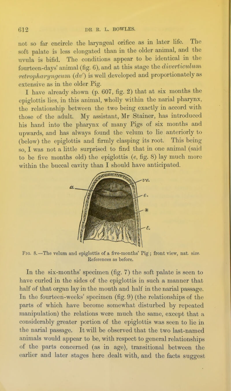 not so far encircle the laryngeal orifice as in later life. The soft palate is less elongated than in the older animal, and the uvula is bifid. The conditions appear to be identical in the fourteen-days animal (fig. 6), and at this stage the diverticulum retropharyngeum (dv') is well developed and proportionately as extensive as in the older Pig. I have already shown (p. 607, fig. 2) that at six months the epiglottis lies, in this animal, wholly within the narial pharynx, the relationship between the two being exactly in accord with those of the adult. My assistant, Mr Stainer, has introduced his hand into the pharynx of many Pigs of six months and upwards, and has always found the velum to lie anteriorly to (below) the epiglottis and firmly clasping its root. This being so, I was not a little surprised to find that in one animal (said to be five months old) the epiglottis (e, fig. 8) lay much more within the buccal cavity than I should have anticipated. Fig. 8.—The velum and epiglottis of a five-months' Pig ; front view, nat. size- References as before. In the six-months' specimen (fig. 7) the soft palate is seen to have curled in the sides of the epiglottis in such a manner that half of that organ lay in the mouth and half in the narial passage. In the fourteen-weeks' specimen (fig. 9) (the relationships of the parts of which have become somewhat disturbed by repeated manipulation) the relations were much the same, except that a considerably greater portion of the epiglottis was seen to lie in the narial passage. It will be observed that the two last-named animals would appear to be, with respect to general relationships of the parts concerned (as in age), transitional between the earlier and later stages here dealt with, and the facts suggest