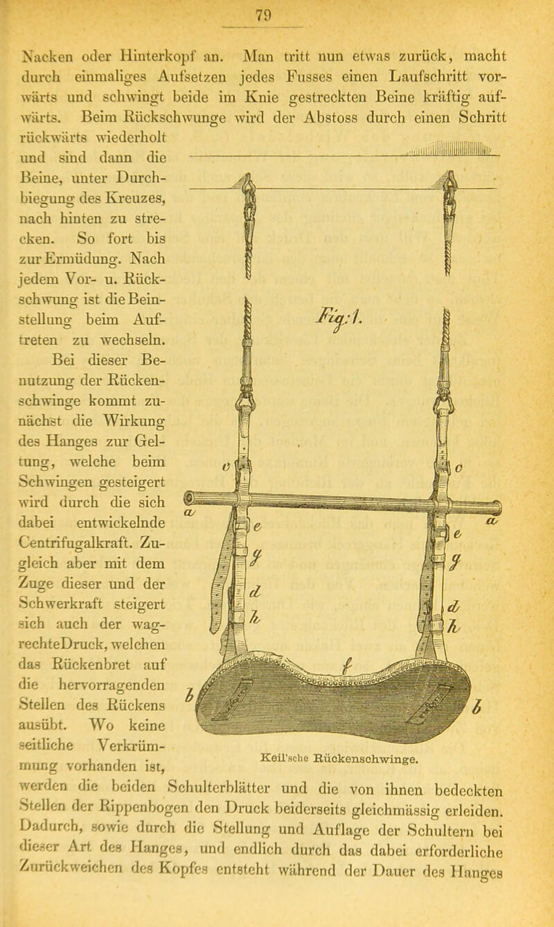 Nacken oder Hinterkopf an. Man tritt nun etwas zurück, macht durch einmaliges Aufsetzen jedes Fusses einen Laufschritt vor- wärts und schwingt beide im Knie gestreckten Beine kräftig auf- wärts. Beim Rückschwünge wird der Abstoss durch einen Schritt rückwärts wiederholt und sind dann die Beine, unter Durch- biegung des Kreuzes, nach hinten zu stre- cken. So fort bis zur Ermüdung. Nach jedem Vor- u. Kück- schwunsr ist die Bein- stelluno- beim Auf- treten zu wechseln. Bei dieser Be- nutzung der Kücken- schwinge kommt zu- nächst die Wirkung des Hanges zur Gel- tung, welche beim Schwingen gesteigert wird durch die sich dabei entwickelnde Centrifugalkraft. Zu- gleich aber mit dem Zuge dieser und der Schwerkraft steigert sich auch der wag- rechteDruck, welchen das Eückenbret auf die hervorragenden Stellen des Kückens ausübt. Wo keine seitliche Verkrüm- mung vorhanden ist, Keil'sche Hückenschwinge. werden die beiden Schulterblätter und die von ihnen bedeckten Stellen der Kippenbogen den Druck beiderseits gleichmässig erleiden. Dadurch, sowie durch die Stellung und Auflage der Schultern bei ffieter Art des Hanges, und endlich durch das dabei erforderliche Zurückweichen des Kopfes entsteht während der Dauer des Hannes