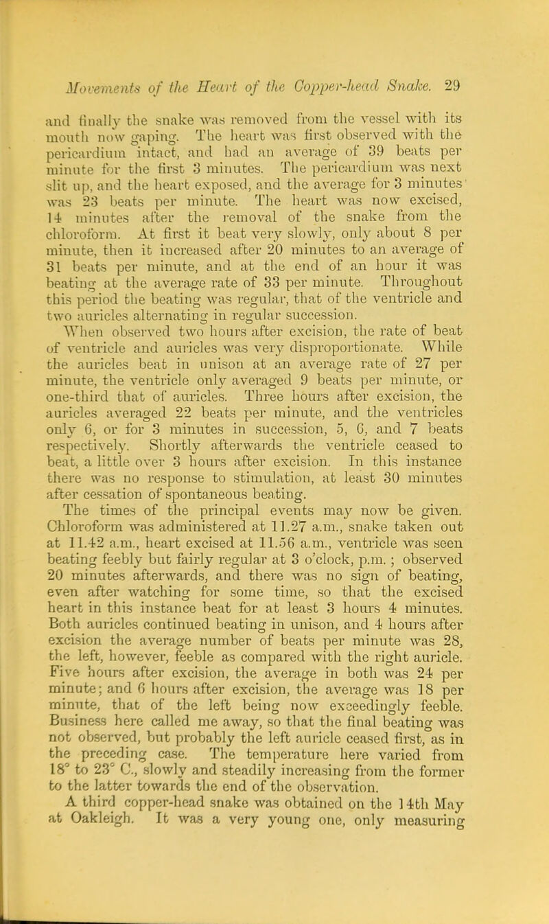 and finally the snake was removed from the vessel with its mouth now gaping. The heart was first observed with the pericardium intact, and had an average of 39 beats per minute for the first 3 minutes. The pericardium was next slit up, and the heart exposed, and the average for 3 minutes' was 23 beats per minute. The heart was now excised, 14 minutes after the i-emoval of the snake from the chloroform. At first it beat very slowly, only about 8 per minute, then it increased after 20 minutes to an average of 31 beats per minute, and at the end of an hour it was beating at the average rate of 33 per minute. Throughout this period the beating was regular, that of the ventricle and two auricles alternating in regular succession. When observed two hours after excision, the rate of beat of ventricle and auricles was very disjH'oportionate. While the auricles beat in unison at an average rate of 27 per minute, the ventricle only averaged 9 beats per minute, or one-third that ol auricles. Three hours after excision, the auricles averaged 22 beats per minute, and the ventricles only 6, or for 3 minutes in succession, 5, G, and 7 Ijeats respectively. Shortly afterwards the ventricle ceased to beat, a little over 3 hours after excision. In this instance there was no response to stimulation, at least 30 minutes after cessation of spontaneous beating. The times of the principal events may now be given. Chloroform wa.s administered at 11.27 a.m., snake taken out at 11.42 a.m., heart excised at 11.56 a.m., ventricle was seen beating feebly but fairly regular at 3 o'clock, p.m.; observed 20 minutes afterwards, and there was no sign of beating, even after watching for some time, so that the excised heart in this instance beat for at least 3 hours 4 minutes. Both auricles continued beating in unison, and 4 hours after excision the average number of beats per minute was 28, the left, however, feeble as compared with the right auricle. Five hours after excision, the average in both was 24 per minute; and G hours after excision, the average was 18 per minute, that of the left being now exceedingly feeble. Business here called me away, so that the final beating was not observed, but probably the left auricle ceased first, as in the preceding case. The temperature here varied from 18 to 23 C, slowly and steadily increasing from the former to the latter towards the end of the ob.ser\\ation. A third copper-head snake was obtained on the 14th May at Oakleigh. It was a very young one, only measuring