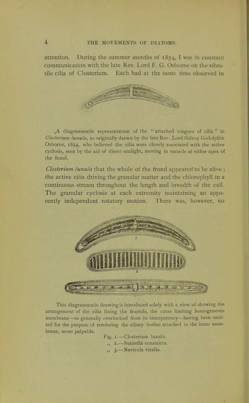 attention. During the summer months of 1854, 1 was in constant communication with the late Rev. Lord F. G. Osborne on the vibra- tile cilia of Closterium. Each had at the same time observed in N^A diagrammatic representation of the attached tongues of cilia in Closterium lunula, as originally drawn by the late Rev. Lord Sidney Godolphin Osborne, 1854, who believed the cilia were closely associated with the active cyclosis, seen by the aid of direct sunlight, moving in vacuole at either apex of the frond. Closterium hinula that the whole of the frond apjoeared to be alive ; the active cilia driving the granular matter and the chlorophyll in a continuous stream throughout the length and breadth of the cell. The granular cyclosis at each extremity maintaining an appa- rently independent rotatory motion. There was, however, no This diagrammatic drawing is introduced solely with a view of showing the arrangement of the cilia lining the frustule, the outer limiting homogeneous membrane—so generally overlooked from its transparency—having been omit- ted for the purpose of rendering the ciliary bodies attached to the inner mem- brane, more palpable. Fig. I.—Closterium lunula. ,, 2.—Surirella constricta. ,, 3.—Navicula viridis.