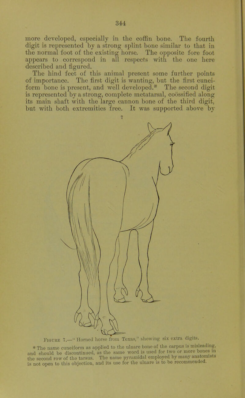 more developed, especially in the coffin bone. The fourth digit is represented by a strong splint bone similar to that in the normal foot of the existing horse. The opposite fore foot appears to correspond in all respects with the one here described and figured. The hind feet of this animal present some further points of importance. The first digit is wanting, but the first cunei- form bone is present, and well developed.* The second digit is represented by a strong, complete metatarsal, coossified along its main shaft with the large cannon bone of the third digit, but with both extremities free. It was supported above by 7 Figure 7.— Horned horse from Texas, sliowing six extra digits. *The name cuneiform as applied to the ulnare bone of the carpus is misleading, and should be discontinued, as the same word is used for two or more bones in the second row of the tarsus. The name pyramidal employed by many anatomists is not open to this objection, and its use for the uluare is to be recommended.