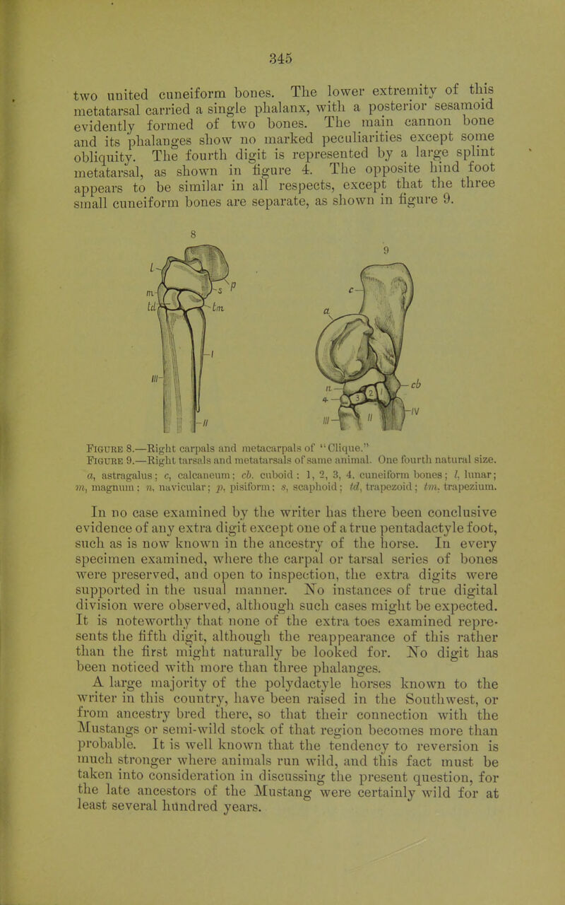 two united cuneiform bones. Tlie lower extremity of this metatarsal carried a single phalanx, with a posterior sesamoid evidently formed of two hones. The main cannon bone and its phalanges show no marked peculiarities except some obliquity. The fourth digit is represented by a large splint metatarsal, as shown in figure 4. The opposite hind foot appears to be similar in all respects, except that the three small cuneiform bones are separate, as shown in figure 9. Figure 8.—Right carpals and metacarpals of Clique. Figure 9.—Right tarsals and nietatiirsals of same animal. One fourth natural size, a, astragalus; c, calcancum; cb. cuboid: 1, 2, 3, 4, cuneiform bones; /. lunar; m, magnum ; n, navicular; ]), pisiform; s, scaphoid ; td, trapezoid ; tm. trapezium. In no case examined by the writer has there been conclusive evidence of any extra digit except one of a true pentadactyle foot, such as is now known in the ancestry of the horse. In every specimen examined, where the carpal or tarsal series of bones were preserved, and open to inspection, the extra digits were supi^orted in the usual manner. No instances of true digital division were observed, although such cases might be expected. It is noteworthy that none of the extra toes examined repre- sents the fifth digit, although the reappearance of this rather than the first might naturally be looked for. ]^o digit has been noticed with more than three phalanges. A large majority of the polydactyle horses known to the writer in this country, have been raised in the Southwest, or from ancestry bred there, so that their connection with the Mustangs or semi-wild stock of that region becomes more than probable. It is well known that the tendency to reversion is much stronger where animals run wild, and this fact must be taken into consideration in discussing the present question, for the late ancestors of the Mustang were certainly w^ild for at least several hundred years.