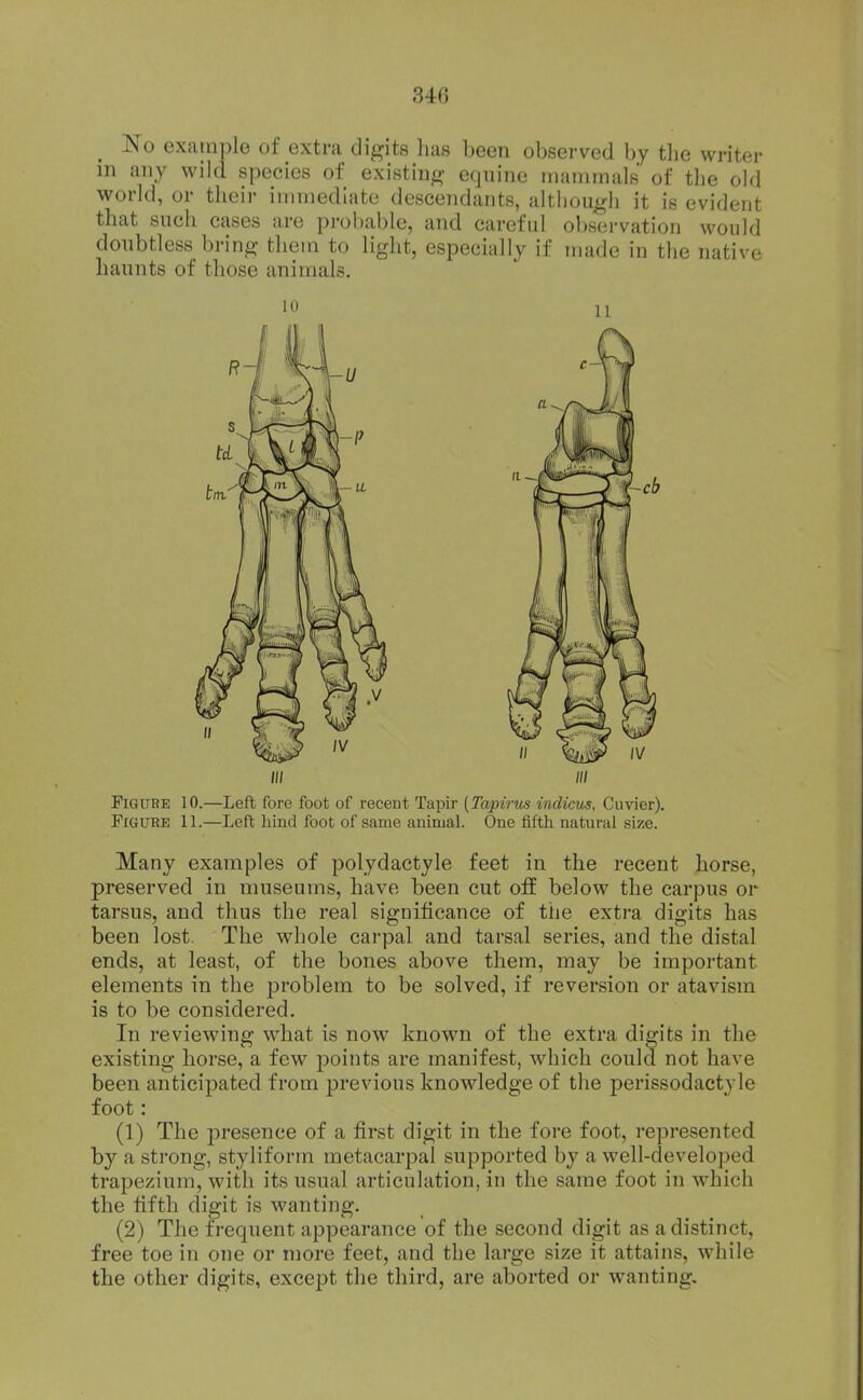 No example of extra digits has been observed by tlie writer in any wild species of existing equine mammals of the old world, or their immediate descendants, although it is evident that such cases are probable, and careful observation would doubtless bring them to light, especially if tnade in the native haunts of those animals. Ill III Figure 10.—Left fore foot of recent Tapir (Tapirtis indicus, Cuvier). Figure 11.—Left hind foot of same animal. One fifth natural size. Many examples of polydactyle feet in the recent horse, preserved in museums, have been cut off below the carpus or tarsus, and thus the real significance of ttie extra digits has been lost. The whole carpal and tarsal series, and the distal ends, at least, of the bones above them, may be important elements in the problem to be solved, if reversion or atavism is to be considered. In reviewing what is now known of the extra digits in the existing horse, a few i^oints are manifest, which could not have been anticipated from previous knowledge of the perissodactyle foot: (1) The presence of a first digit in the fore foot, represented by a strong, styliforin metacarpal supported by a well-developed trapezium, with its usual articulation, in the same foot in which the fifth digit is wanting. (2) The frequent appearance of the second digit as a distinct, free toe in one or more feet, and the large size it attains, while the other digits, except the third, are aborted or wanting.