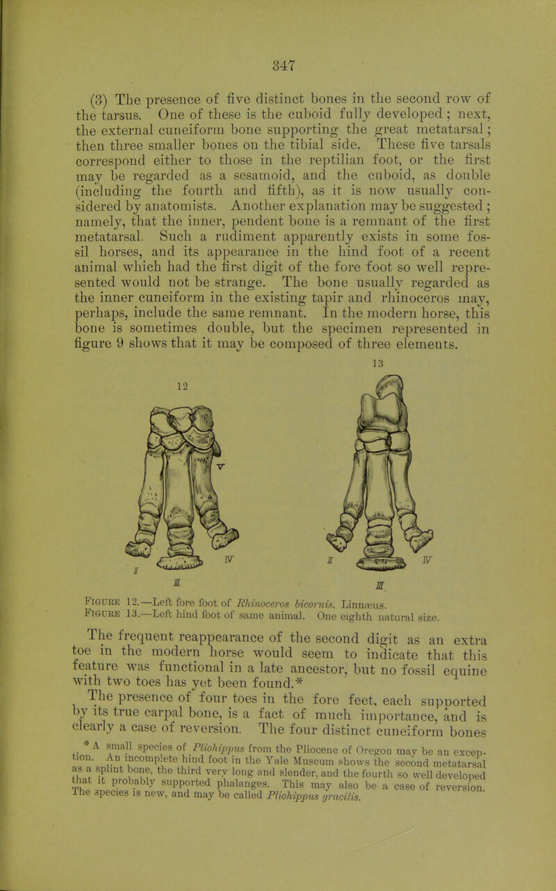 (3) The presence of five distinct bones in the second row of the tarsus. One of these is the cuboid fully developed ; next, the external cuneiform bone supporting the great metatarsal; then three smaller bones on the tibial side. These five tarsals correspond either to those in the reptilian foot, or the first may be regarded as a sesamoid, and the cuboid, as double (including the fourth and fifth), as it is now usually con- sidered by anatomists. Another explanation may be suggested ; namely, that the inner, pendent bone is a remnant of the first metatarsal. Such a rudiment apparently exists in some fos- sil horses, and its appearance in the hind foot of a recent animal which had the first digit of the fore foot so well repre- sented would not be strange. The bone usually regarded as the inner cuneiform in the existing tapir and rhinoceros may, perhaps, include the same remnant. In the modern horse, this bone is sometimes double, but the specimen represented in figure 9 shows that it may be composed of three elements. 13 12 M Figure 12.—Left fore foot of Rhinocei •OS hicornis. Linnieus. Figure 13.—Left hind foot of same animal One eighth natural size. The frequent reappearance of the second digit as an extra toe in the modern horse would seem to indicate that this feature was functional in a late ancestor, but no fossil equine with two toes has yet been found.* The presence of' four toes in the fore feet, each supuorted by Its true carpal bone, is a fact of much importance, and is clearly a case of reversion. The four distinct cuneiform bones * A small species of PlioMppm from the PHocene of Oregon may be an excep- tion. An incomplete hind foot in the Yale Museum shows the second metatarsal as a splmt bono, the third very long and slender, and the fourtli so well developed K.nJw supported phalanges. This may also be a case of reversion. The species is new, and may be called PUohippiis qracilis.
