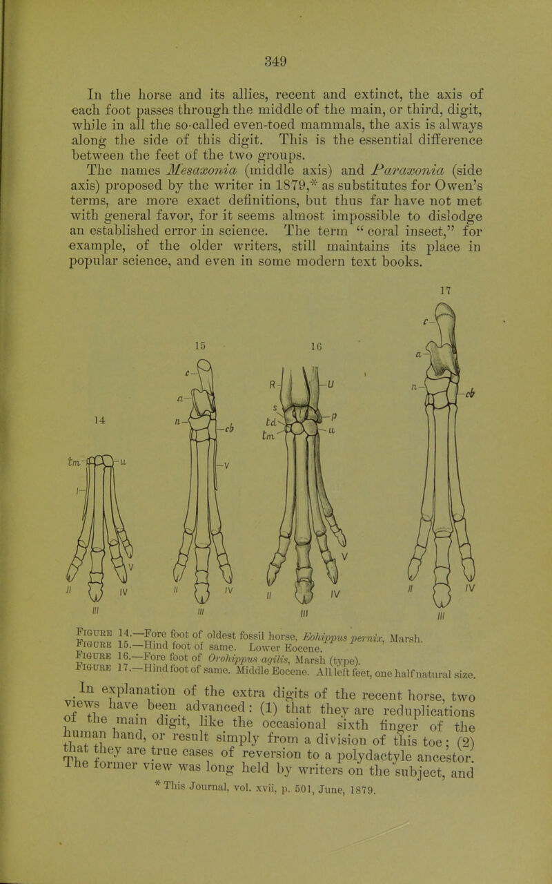 In the horse and its allies, recent and extinct, the axis of each foot passes through the middle of the main, or third, digit, while in all the so-called even-toed mammals, the axis is always along the side of this digit. This is the essential difference between the feet of the two groups. The names Ifesaxonia (middle axis) and Paraxonia (side axis) proposed by the writer in 18Y9,* as substitutes for Owen's terms, are more exact definitions, but thus far have not met with general favor, for it seems almost impossible to dislodge an established error in science. The term  coral insect, for example, of the older writers, still maintains its place in popular science, and even in some modern text books. 15 14 -V /V a-i /V If^ll ^f^ ^^ '^^^^^ ^0'*''®' Eohippus pernix, Marsh. 1*IGURE 15.—Hind foot of same. Lower Eocene Figure 16.—Fore foot of Orohippius agilis. Marsh (type) Figure H.-IIind foot of same. Middle Eocene. Allleft feet one half natural size. ^ In explanation of the extra digits of the recent horse, two views have been_ advanced : (1) that they are reduplications ol the main digit, like the occasional sixth finger of the human hand, or result simply from a division of this toe; (2) Thp '^ ''^'^f reversion to a polydactyle ancestor The former view was long held by writer's on the subject, and *This Journal, vol. xvii, p. 501, June, 1879.