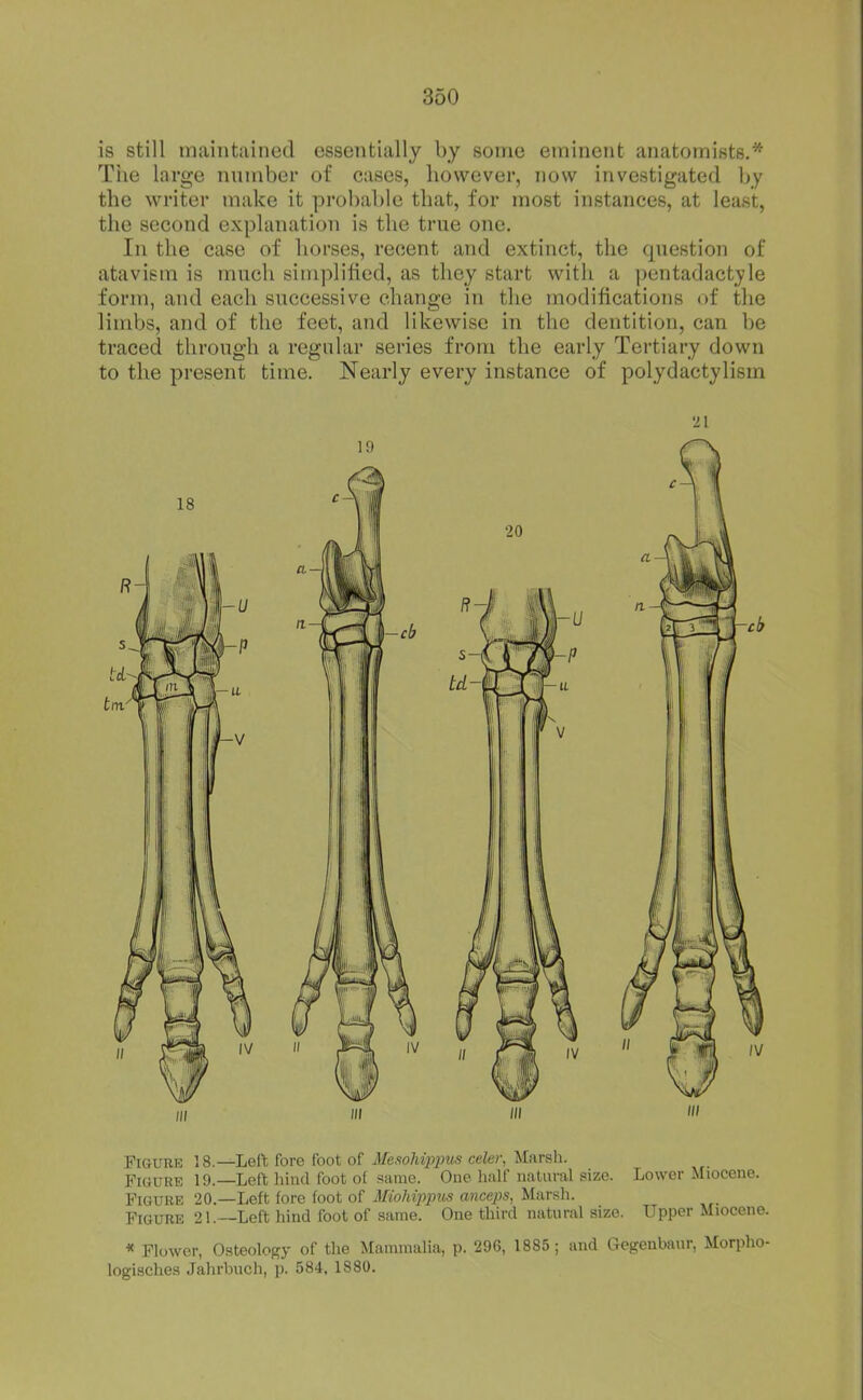 is still maintiiined essentially by some eminent anatomists.* Tiie large number of cases, however, now investigated by the writer make it probable that, for most instances, at least, the second explanation is the true one. In the case of horses, recent and extinct, the question of atavism is much simplified, as they start with a pentadactjle form, and each successive change in tlie modifications of the limbs, and of the feet, and likewise in the dentition, can be traced through a regular series from the early Tertiary down to the present time. Nearly every instance of polydactylism ;)( III III ' Figure 18.—Left fore foot of Mesohippiis celer, Marsh. Figure 19.—Left hind foot of same. One half natural size. Lower Miocene. Figure 20.—Left fore foot of Mioldppm anceps, Marsh. Figure 21.—Left hind foot of same. One third natural size. Upper Miocene. * Flower, O.steoloffy of the Mammalia, p. 296, 1885; and Gegenbaur, Morpho- logisches Jahrbucli, p. 584. 1880.
