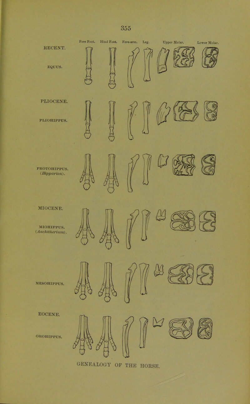 365 Fore Foot. Hind Foot. Fore-arm. Leg. Upper Molar. Lower Molar. GENEALOGY OP THE HORSE.